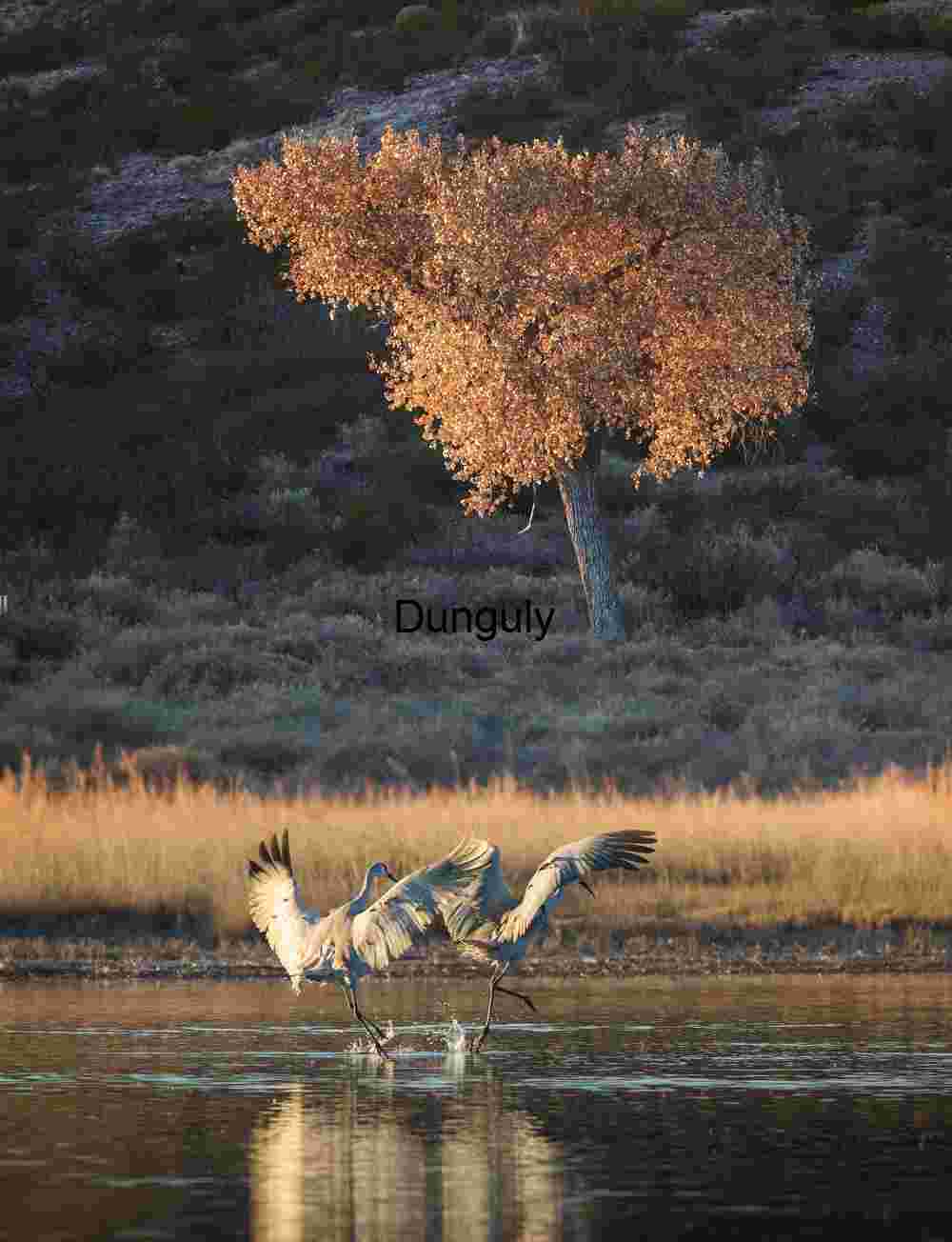 Two cranes landing before backlit tree; Bosque del Apache Sandhill Cranes Landing at Sunset, Bosque del Apache