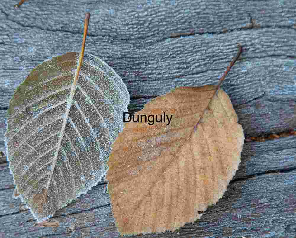 Two iced, leaves, Yosemite N.P., Frosted Autumn Leaves on Aged Wood Texture, Yosemite Macro