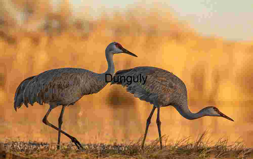 Two sandhill, cranes against, glowing background; Bosque del Apache Two sandhill, cranes against, glowing background; Bosque del Apache