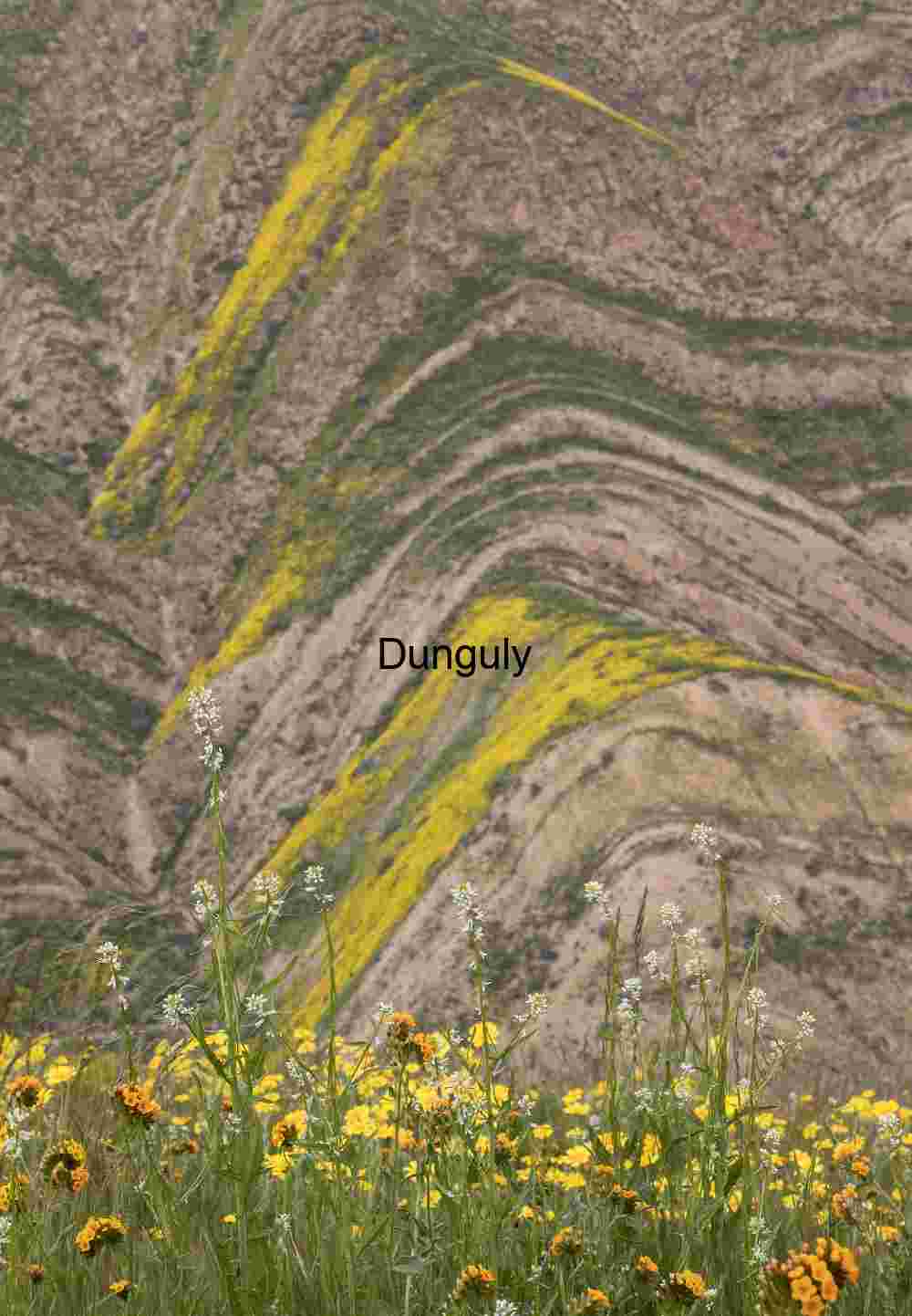 View from the top of Elkhorn grade road- Carrizo Plain National Monument Carrizo Plain Superbloom: Folded Hills and Yellow Flowers