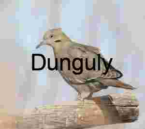 White winged dove