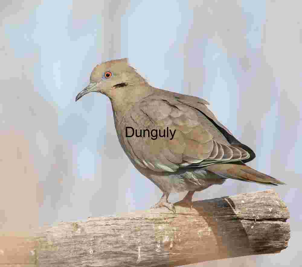 White winged dove; White winged dove