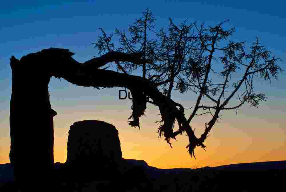 bent tree and butte looking into the sunset Bent tree and butte looking into the sunset