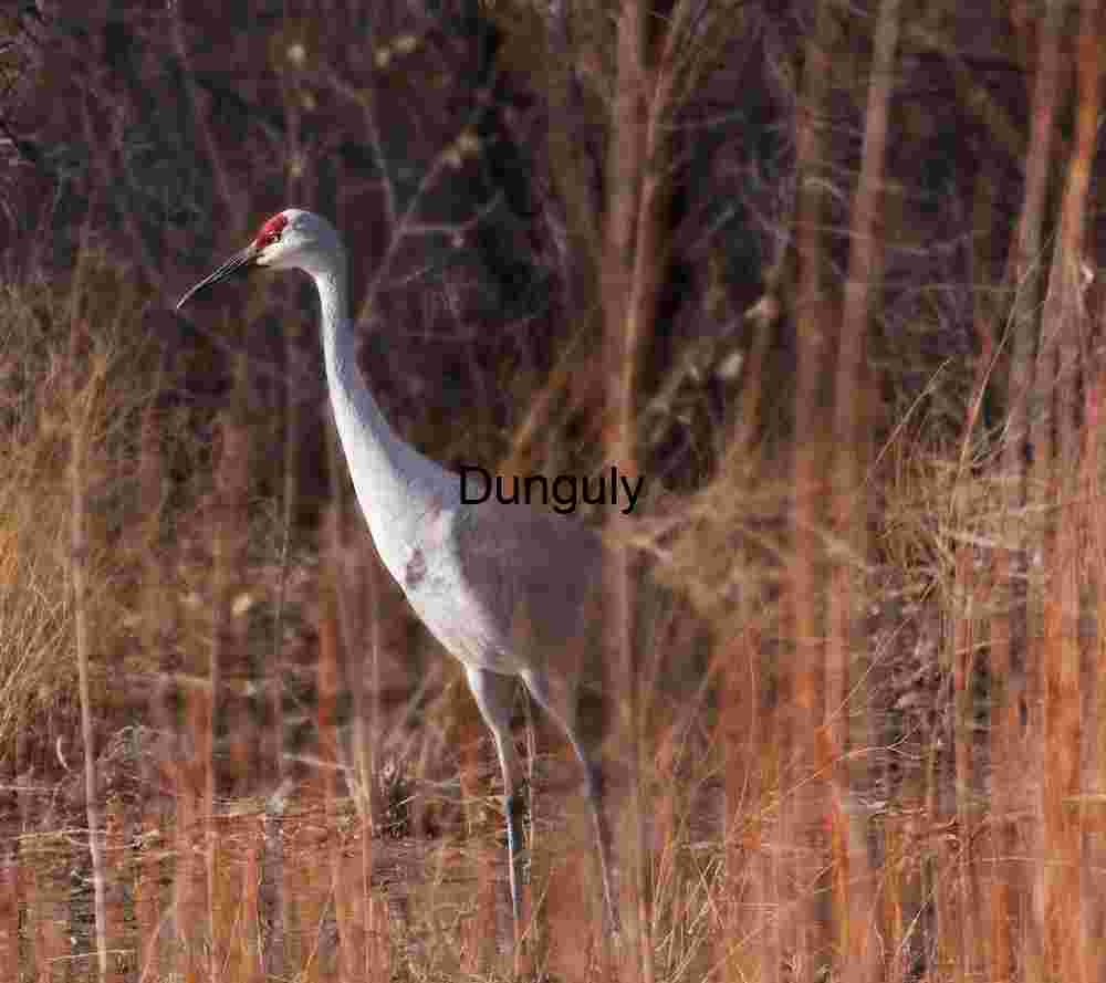 sandhill crane, elegance in the reeds Sandhill Crane, elegance in the reeds
