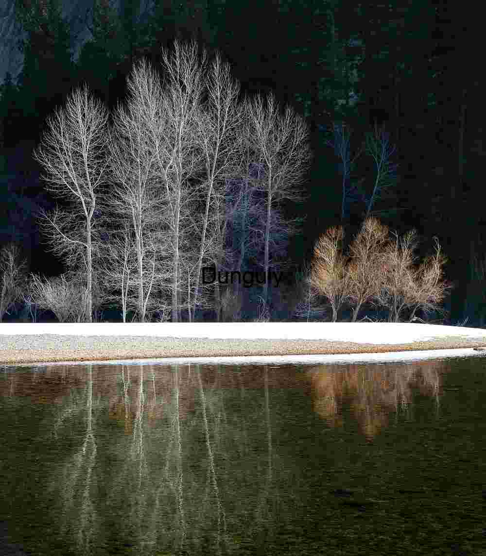 two tree, reflections, Yosemite N.P. Bare Trees Reflection on River, Winter Contrast, Yosemite
