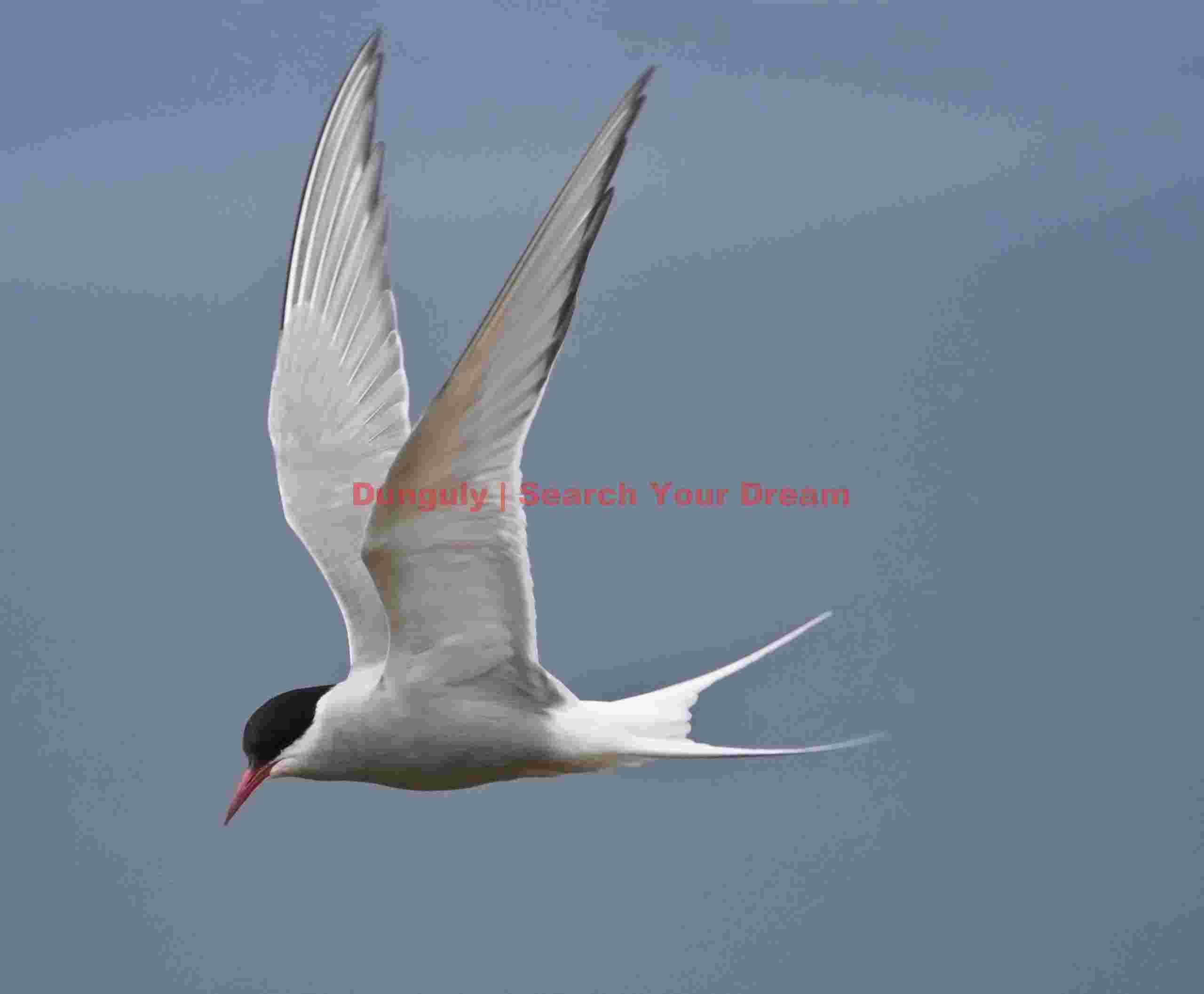 Arctic tern - Vatnsnes peninsula Arctic Tern in Graceful Flight Over Icelandic Waters