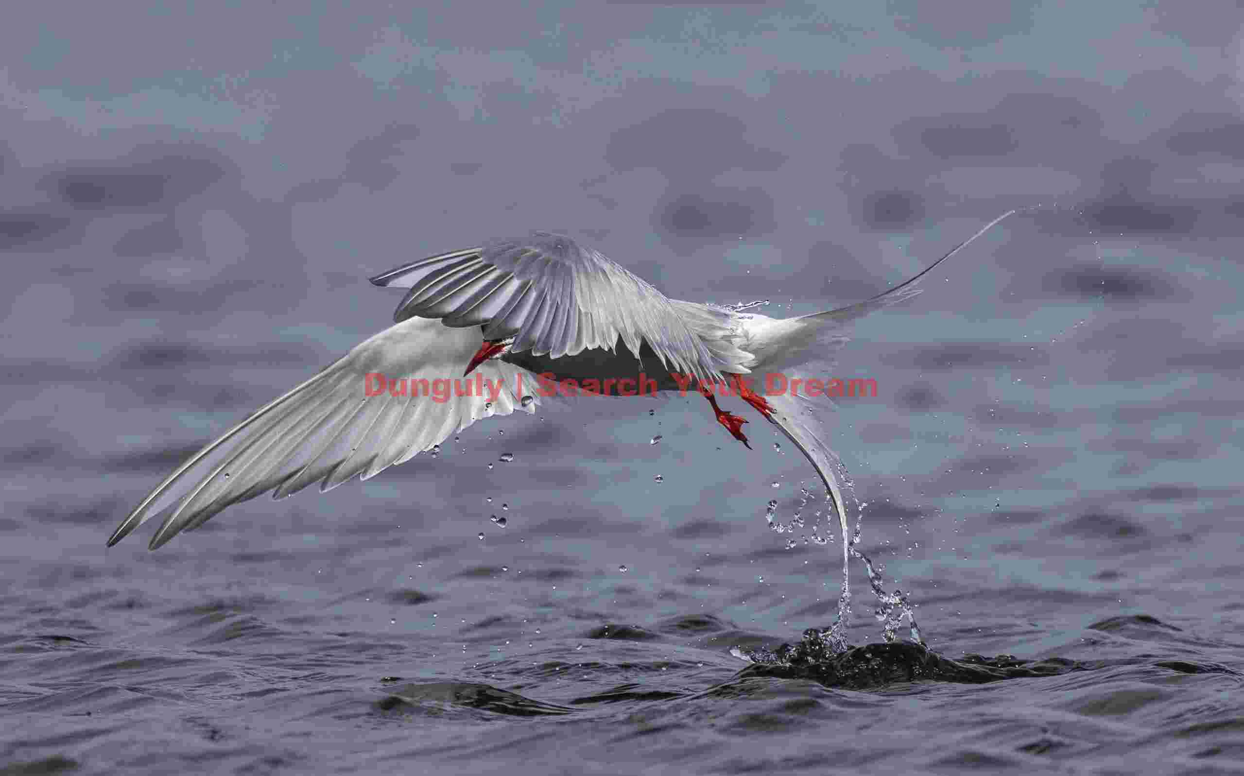 Arctic tern leaping from water; Grimsey Arctic Tern Emerging from Iceland's Waters