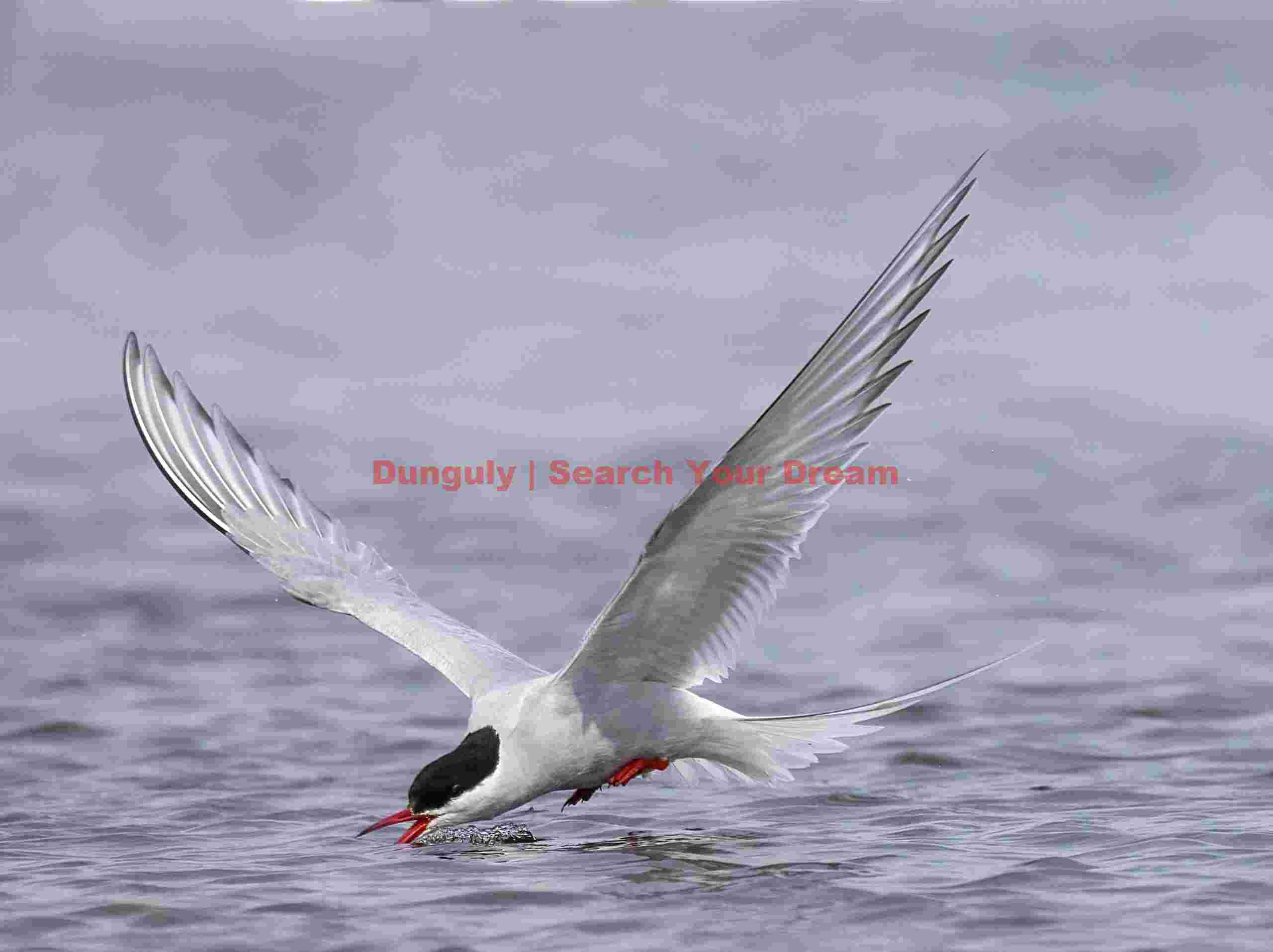 Arctic tern skimming; Grimsey Arctic Tern Skimming Across Grimsey's Surface