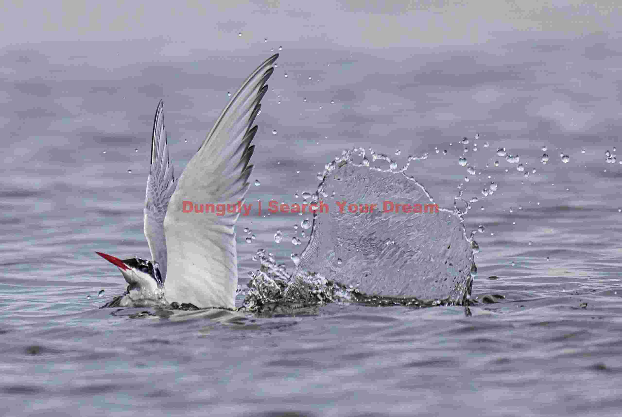 Arctic tern splashing; Grimsey Arctic Tern Creating a Splash at Grimsey