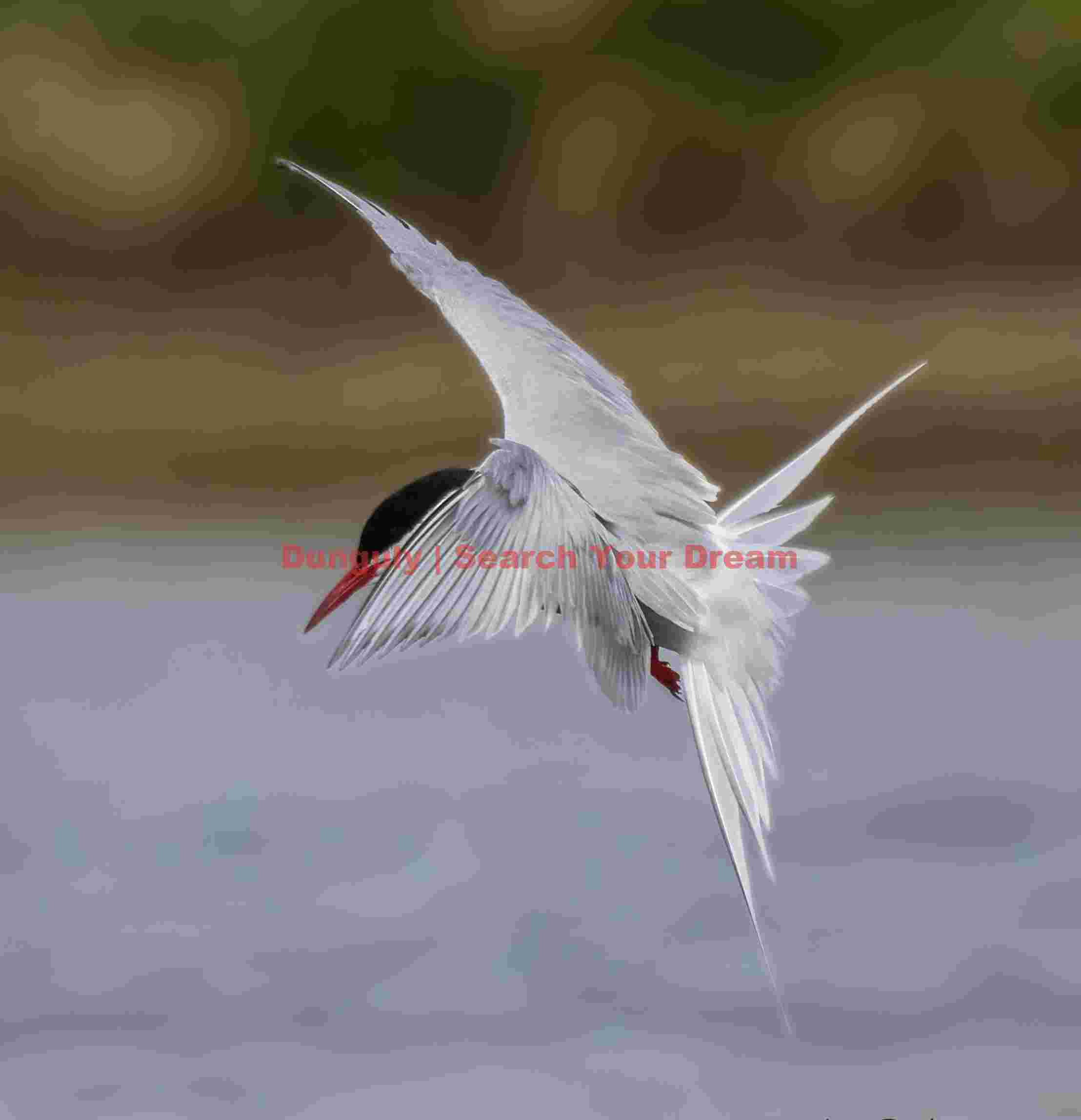 Arctic tern with wings in X parrern; Grimsey Arctic Tern with Wings in X Pattern Over Grimsey