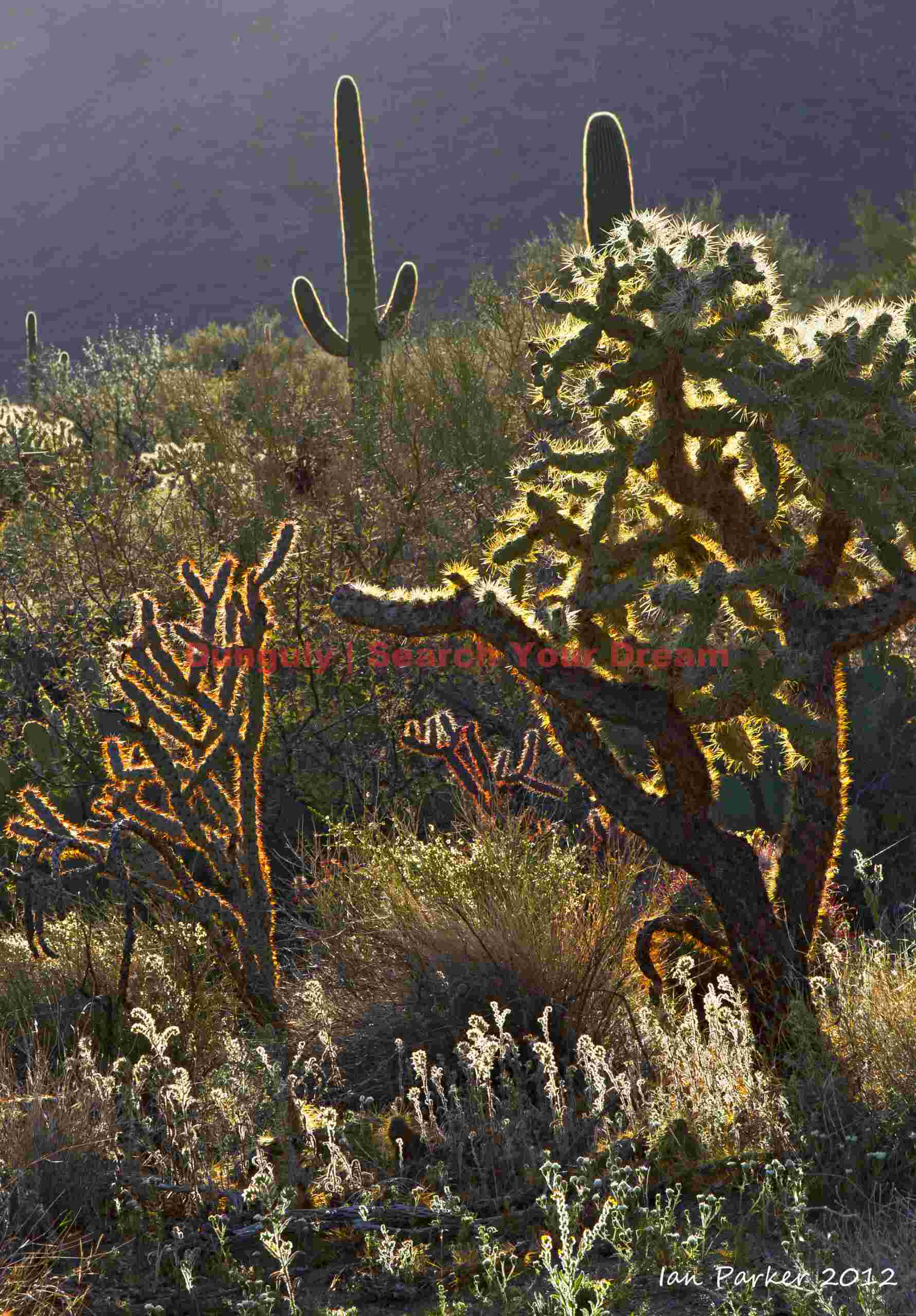Backlit spines, Saguaro National Park Nature's Protective Armor