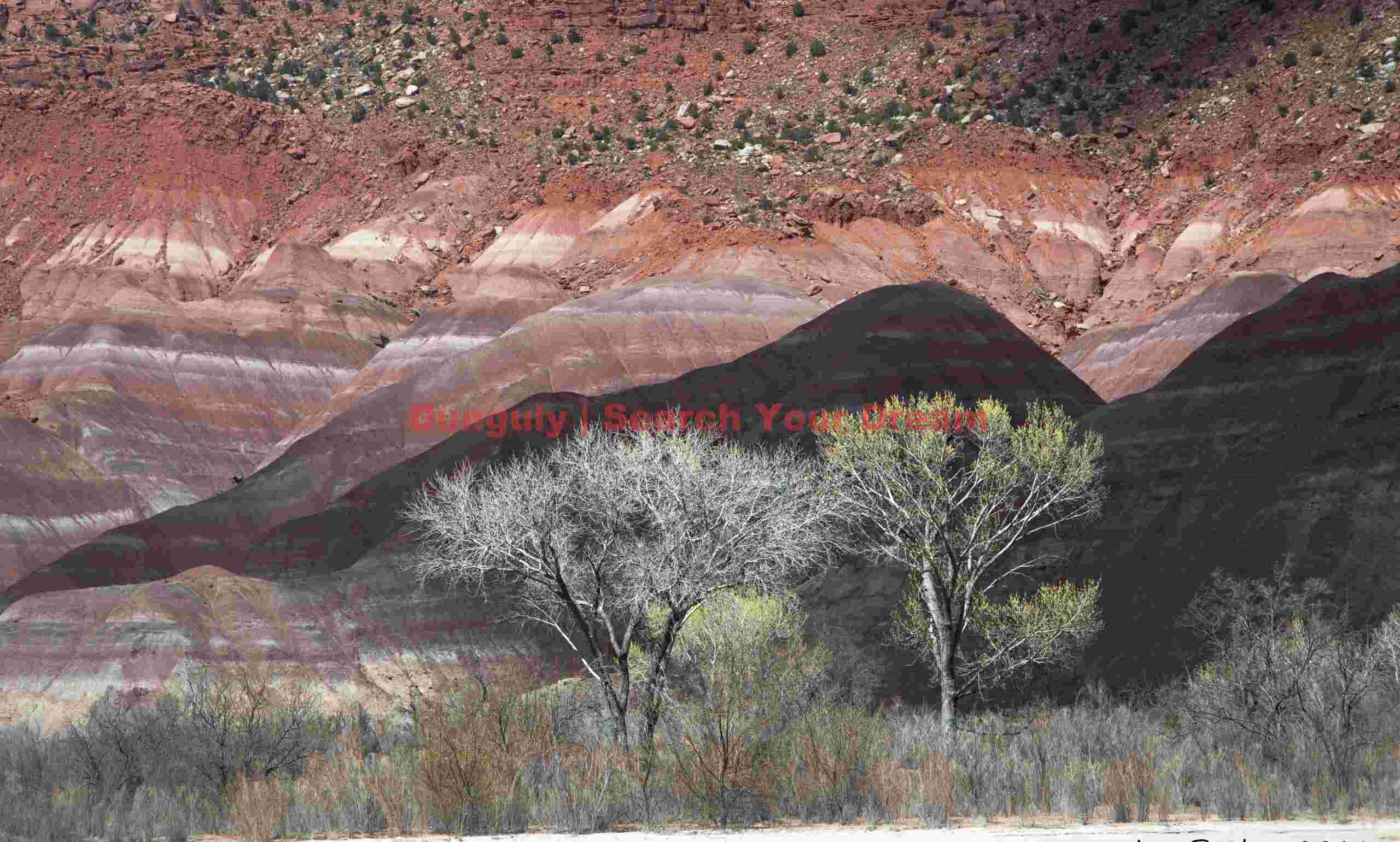 Badlands trees - positive; Old Pareah Townsite, Utah Living Trees Among Ancient Badlands Formation