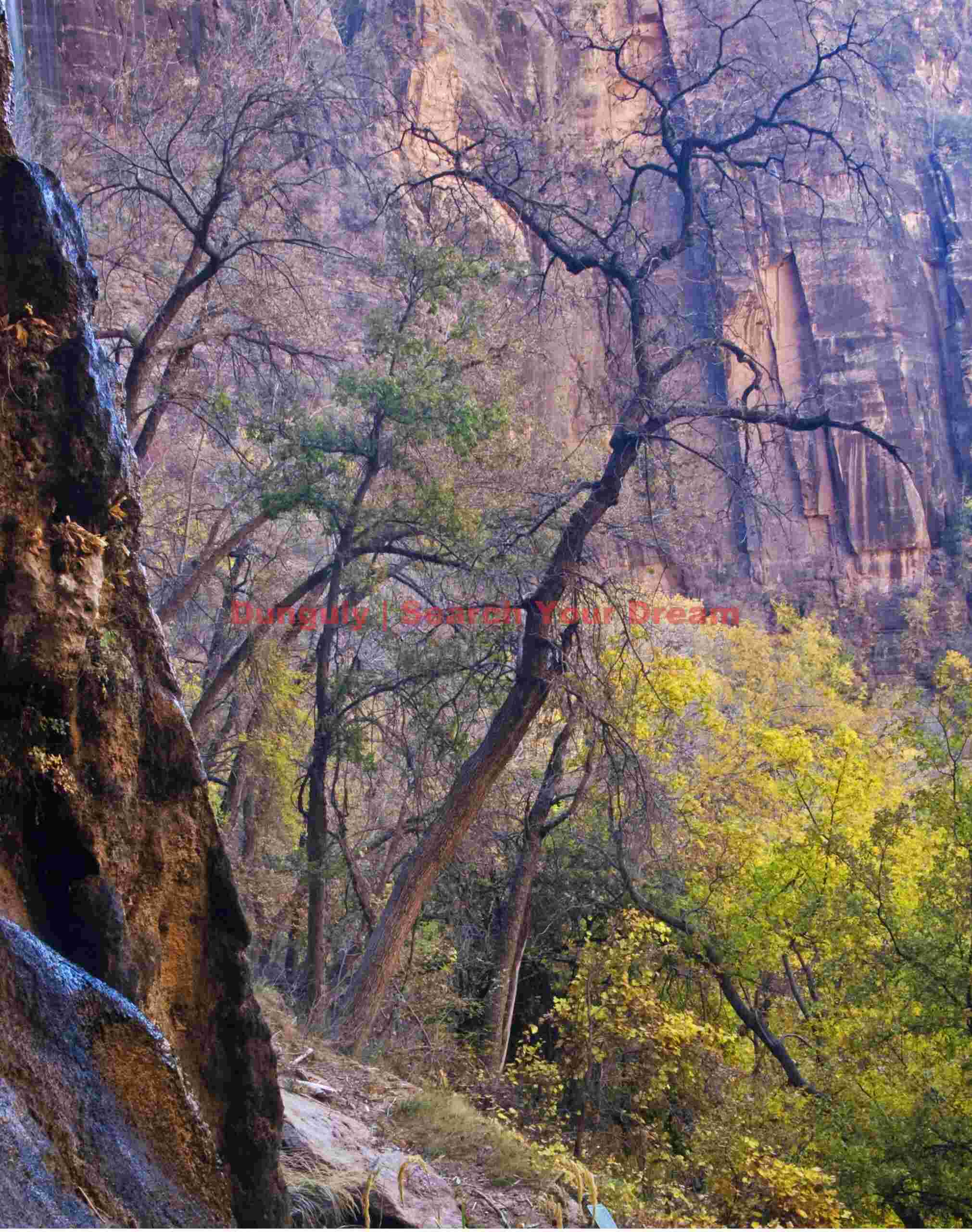 Bare tree by Weeping RockZion Natl. Park, Utah Solitary Sentinel at Weeping Rock