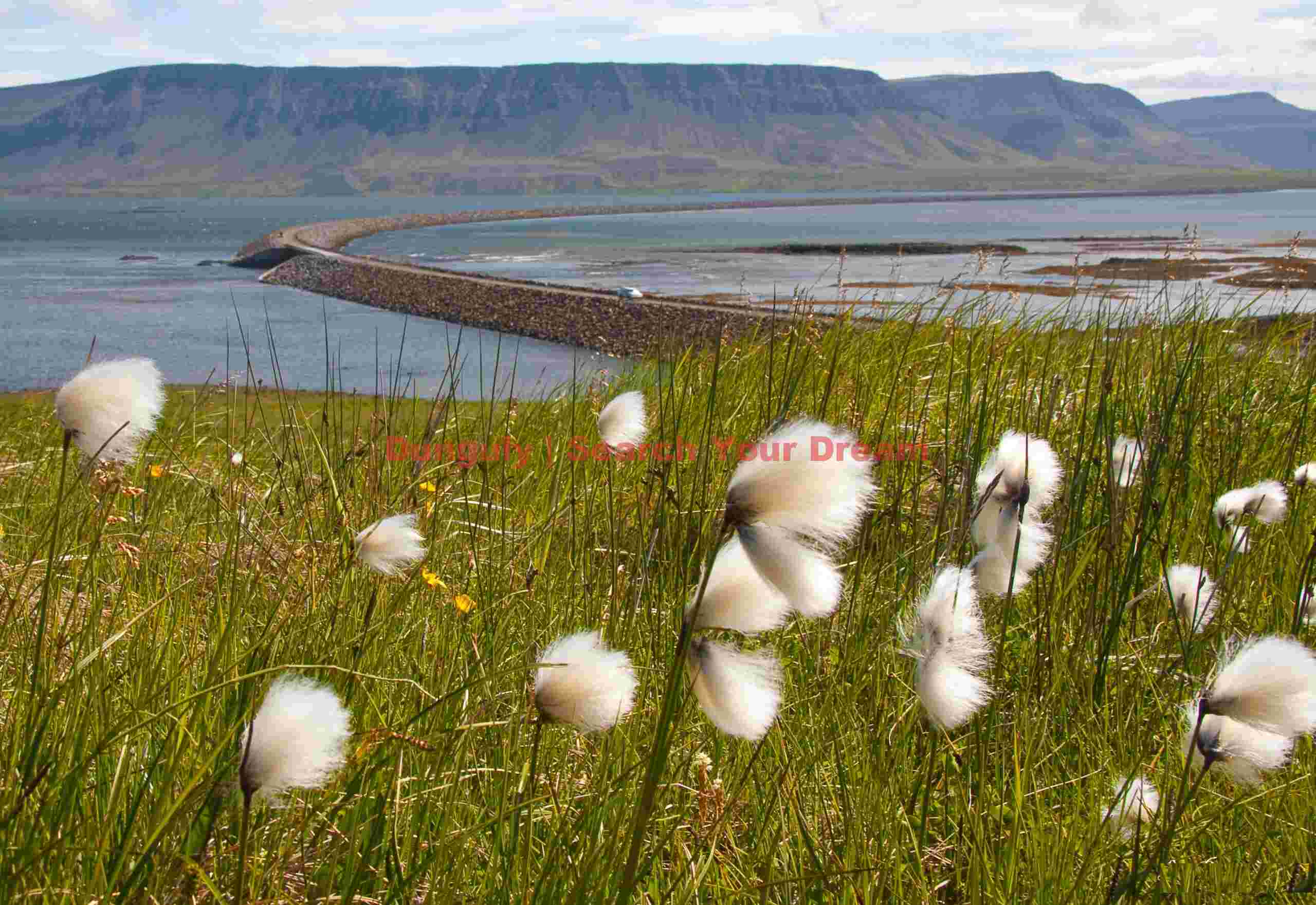 Cotton grass and causeway, Iceland Landscape: Cotton grass and causeway