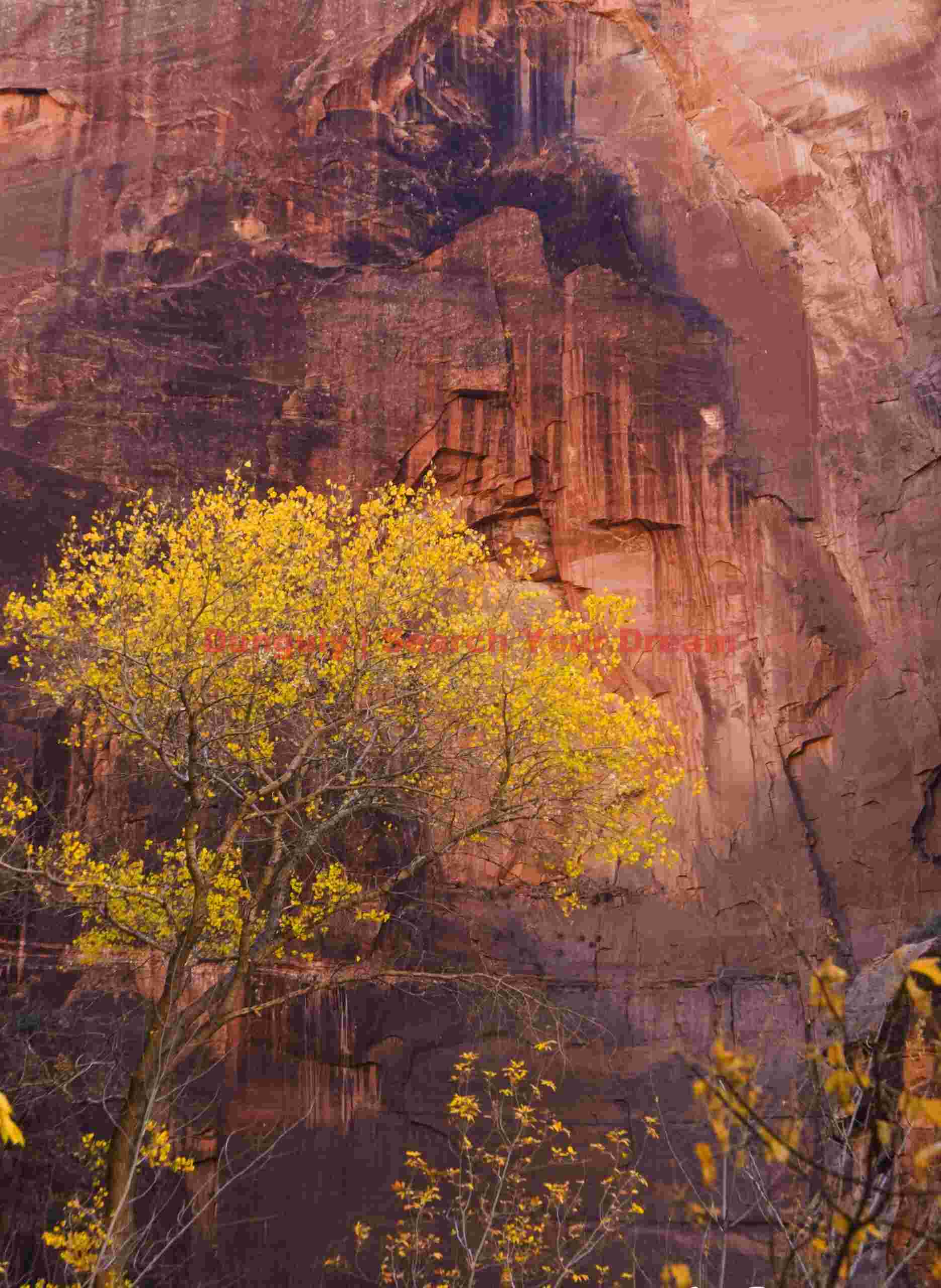 Cottonwood and red alcove, Zion Natl. Park, Utah Cottonwood Sanctuary in Red Alcove