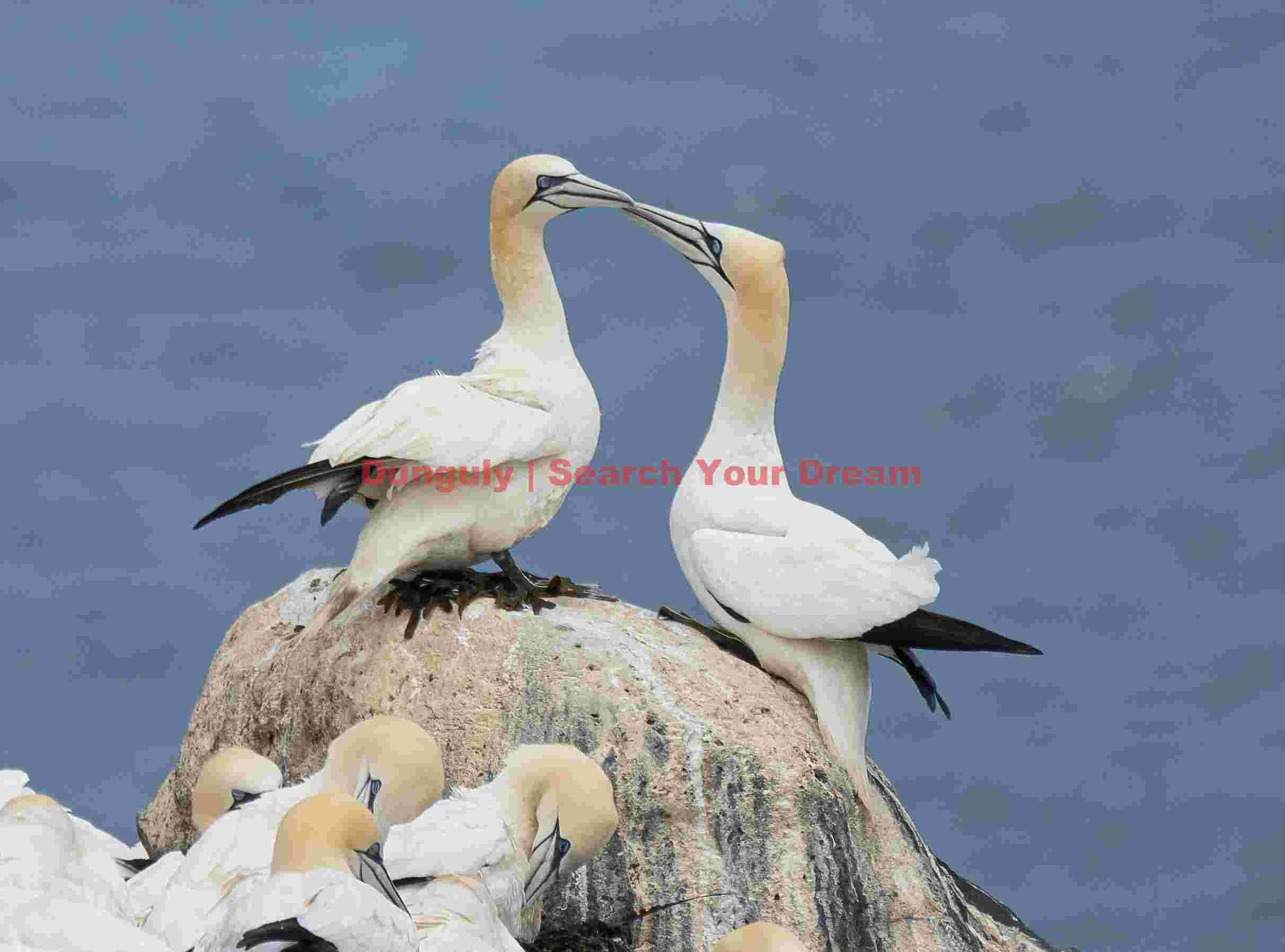 Courting gannets ; Rauðinúpur Cape Courting Gannets