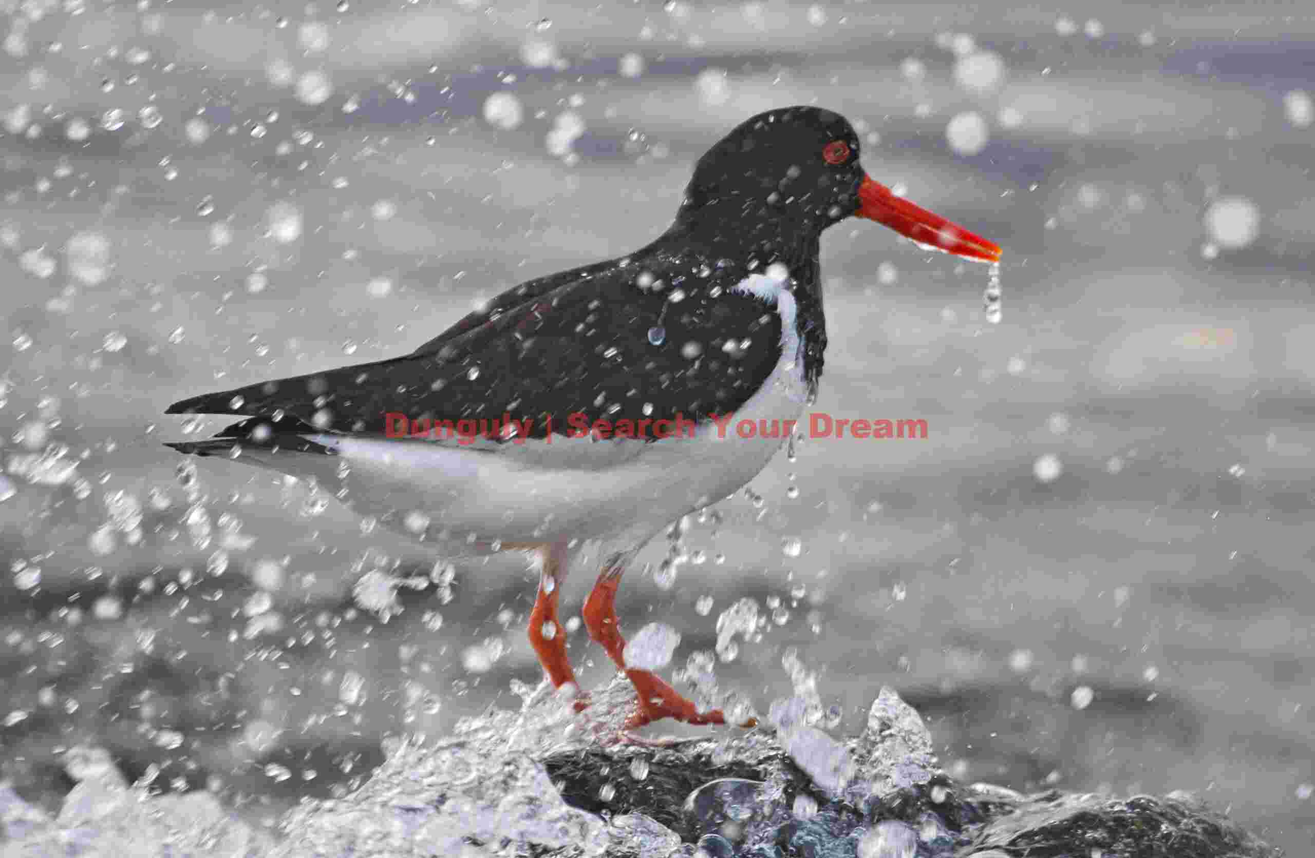 Drippy oystercatcher; Western Fjords, Iceland Drippy Oystercatcher