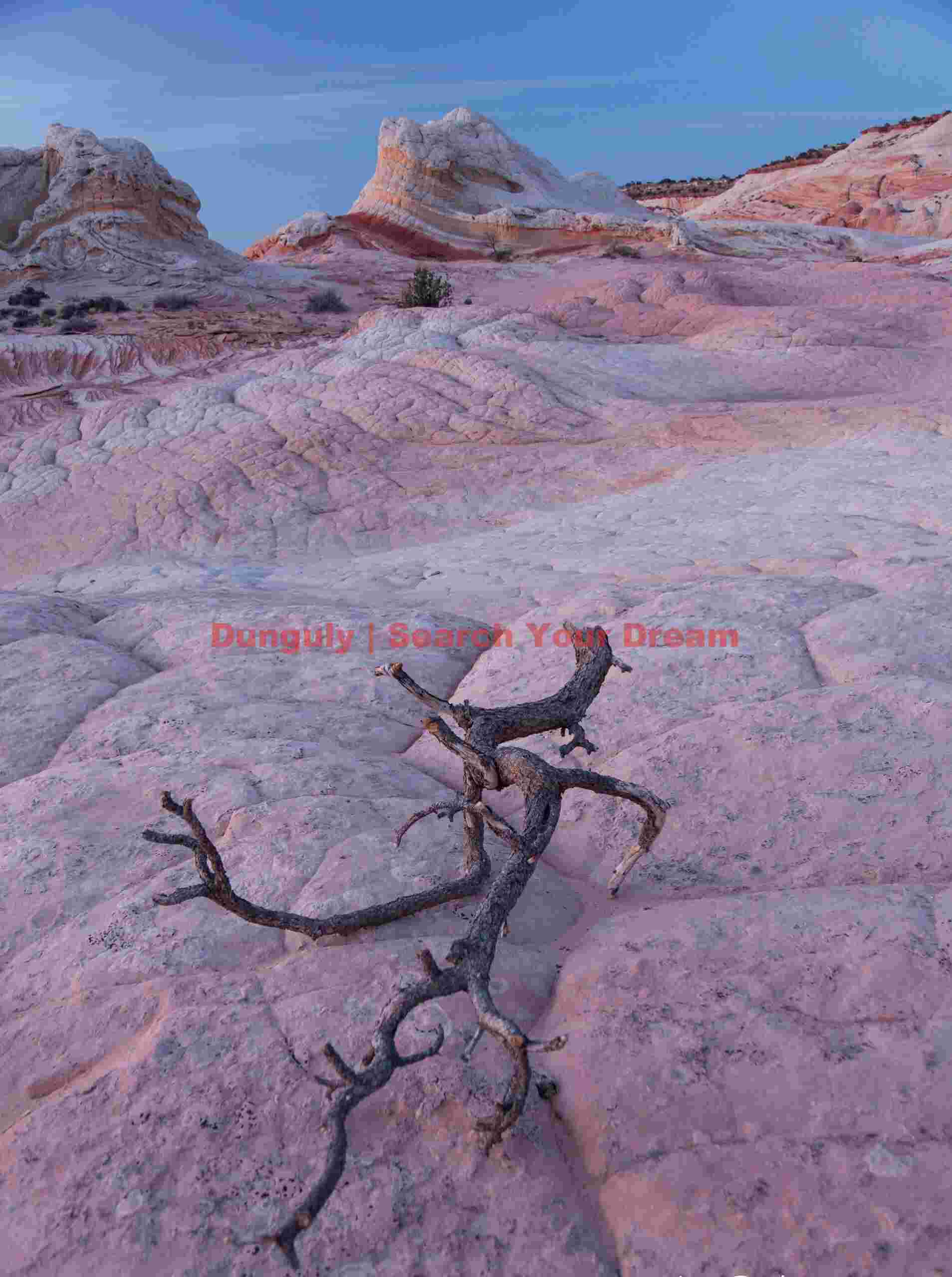 Fallen branch and brain rock, White Pocket, Arizona Fallen branch and brain rock - White Pocket - Arizona