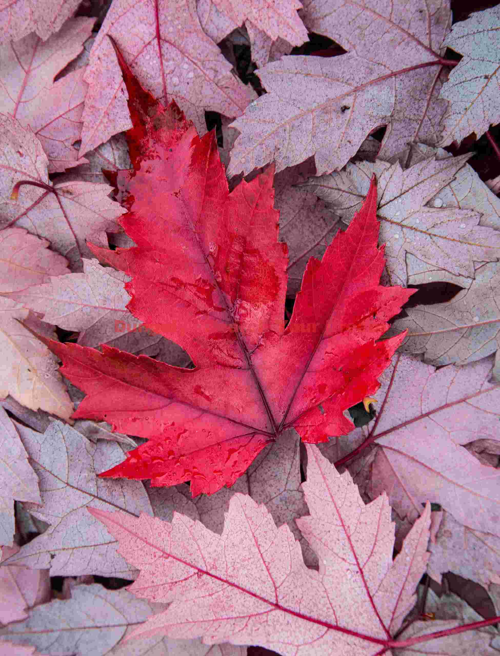 Fallen red maple leaves, Oregon Fallen Red Maple Leaves, Oregon