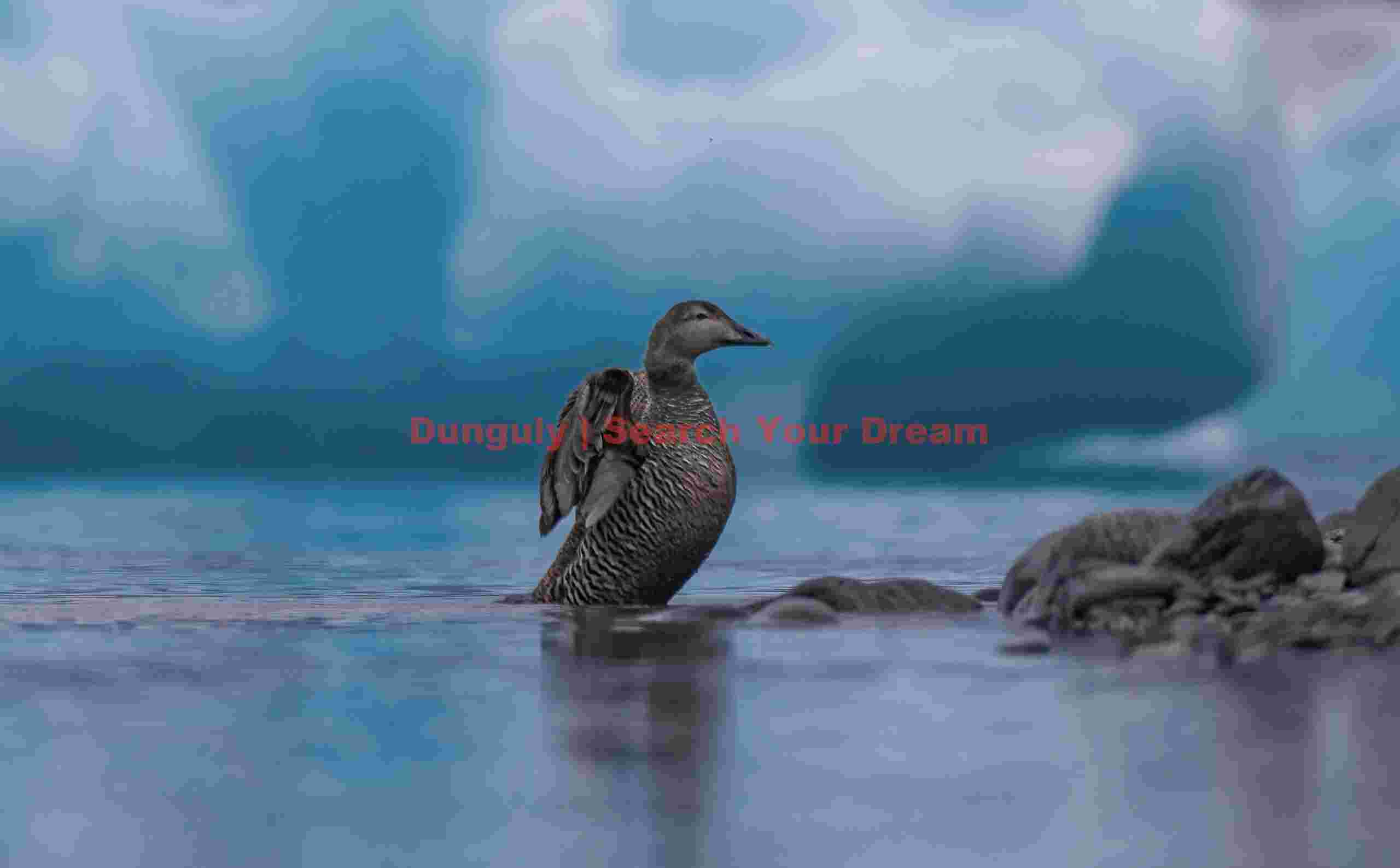Female eider duck among icebergs; Jökulsárlón Female Eider Duck Among Icebergs