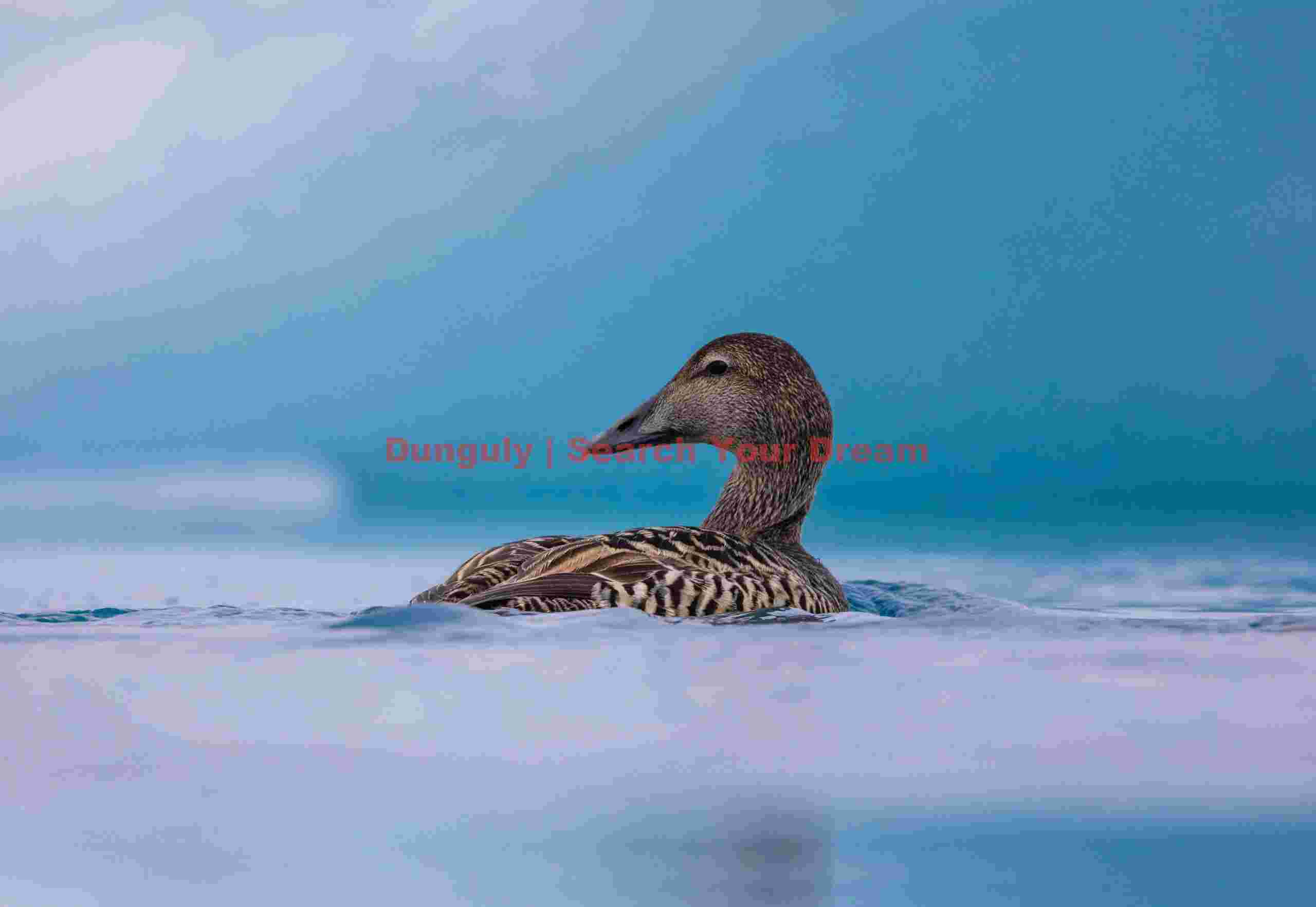 Female eider duck on blue ice background; Jökulsárlón Female Eider Duck On Blue Ice Background