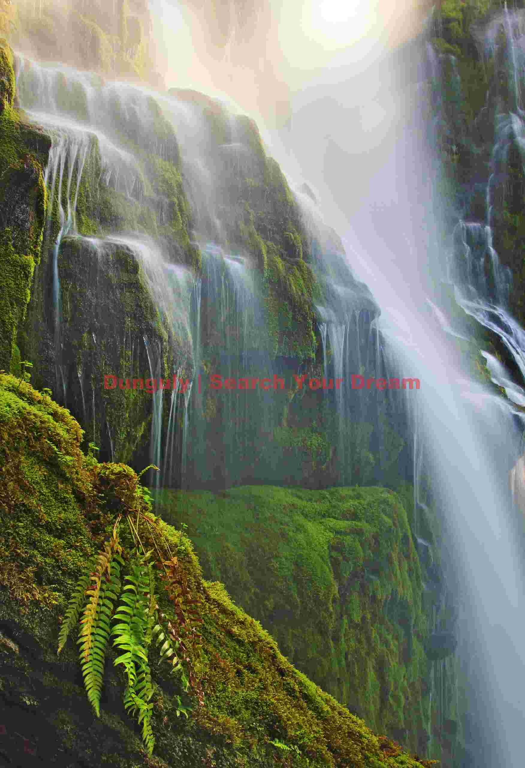 Fern and Proxy Falls detail, Central Cascades, Oregon Fern-Framed Waterfall Detail