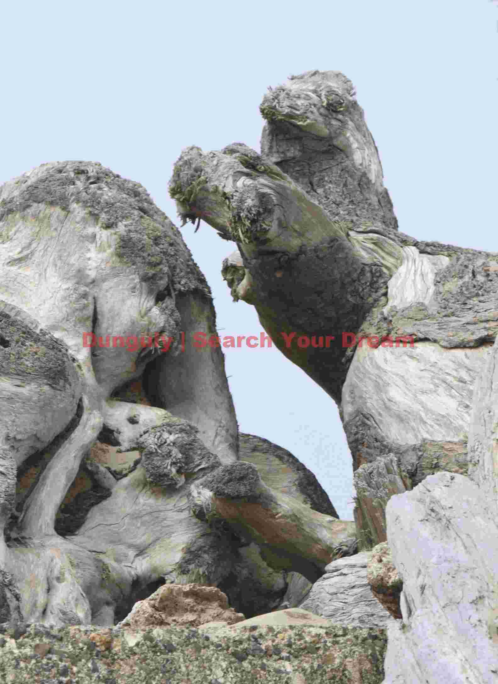 Fighting walrus - natural driftwood sculpture, Coquille River, Oregon Natural Walrus Sculpture