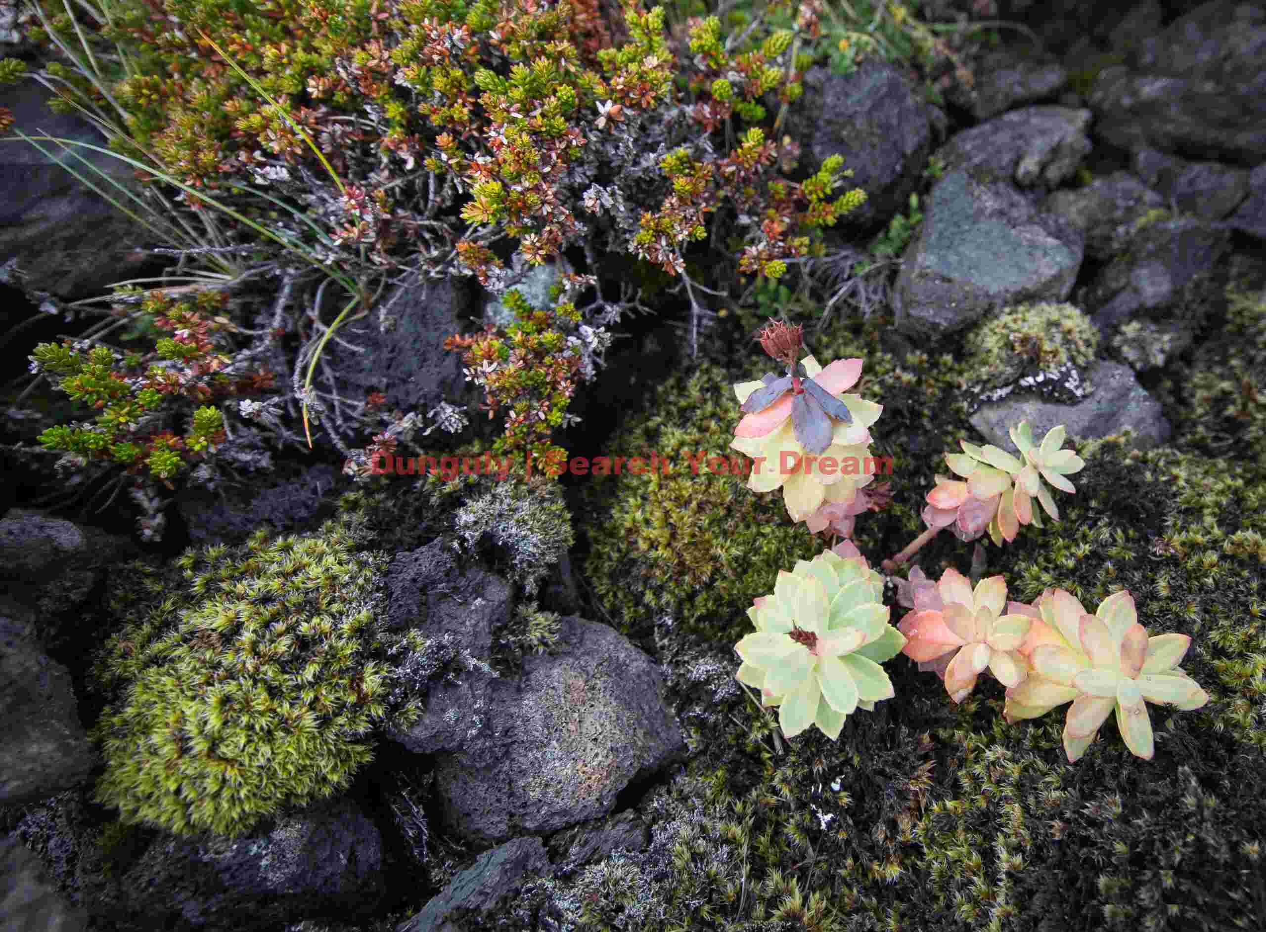 Flowers and moss in a lava field Iceland Landscape: Flowers and moss in a lava field
