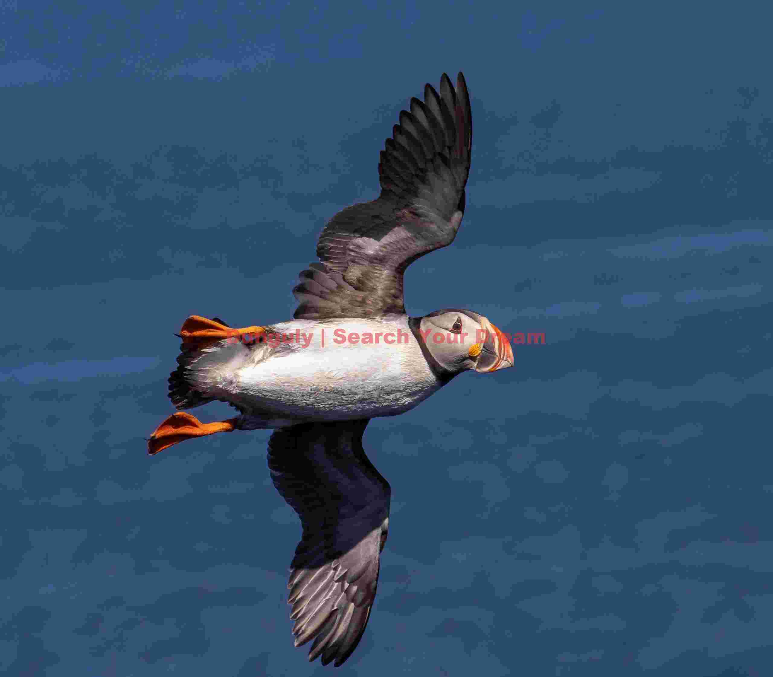 Flying puffin in banked turn; Grimsey Flying Puffin In Banked Turn