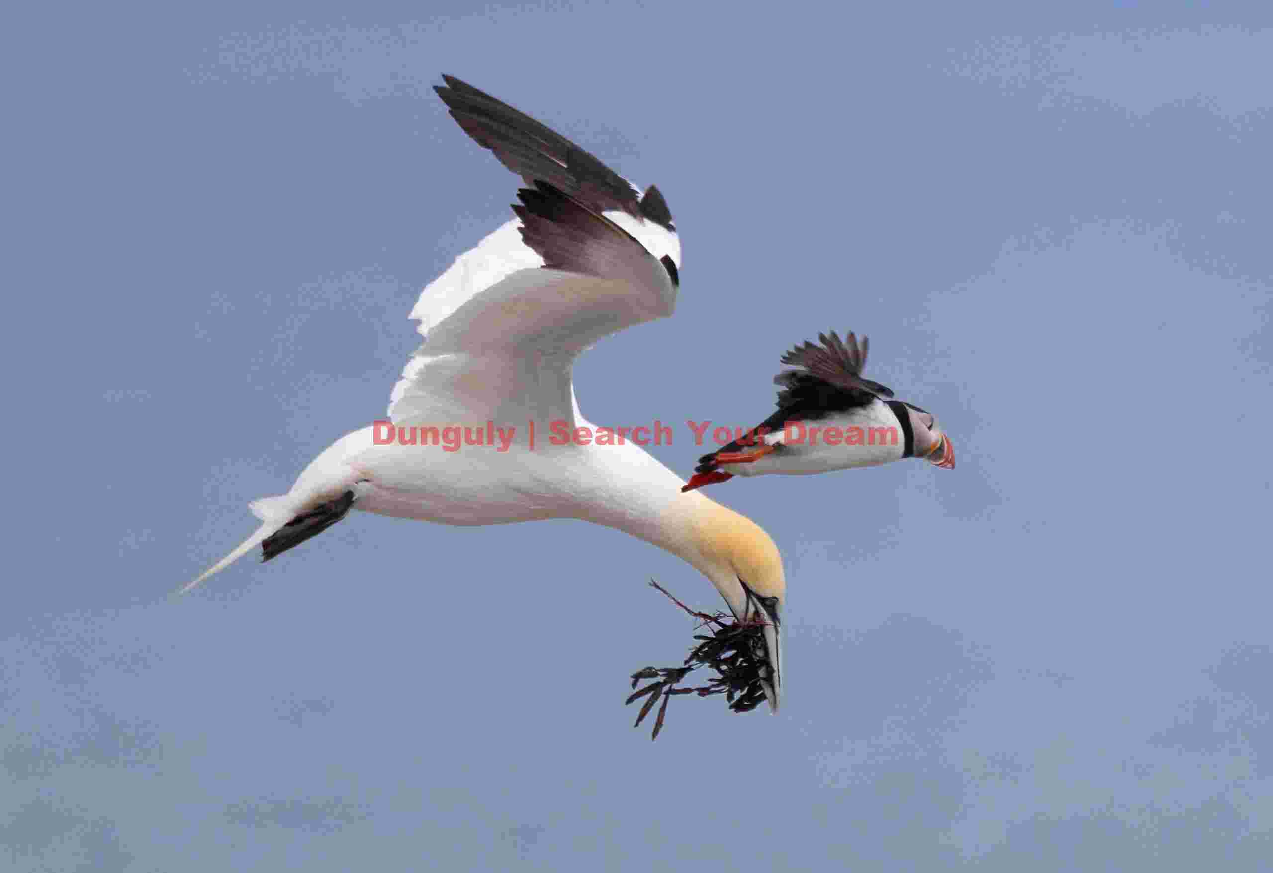 Gannet and puffin in flight; Rauðinúpur Cape Gannet And Puffin In Flight