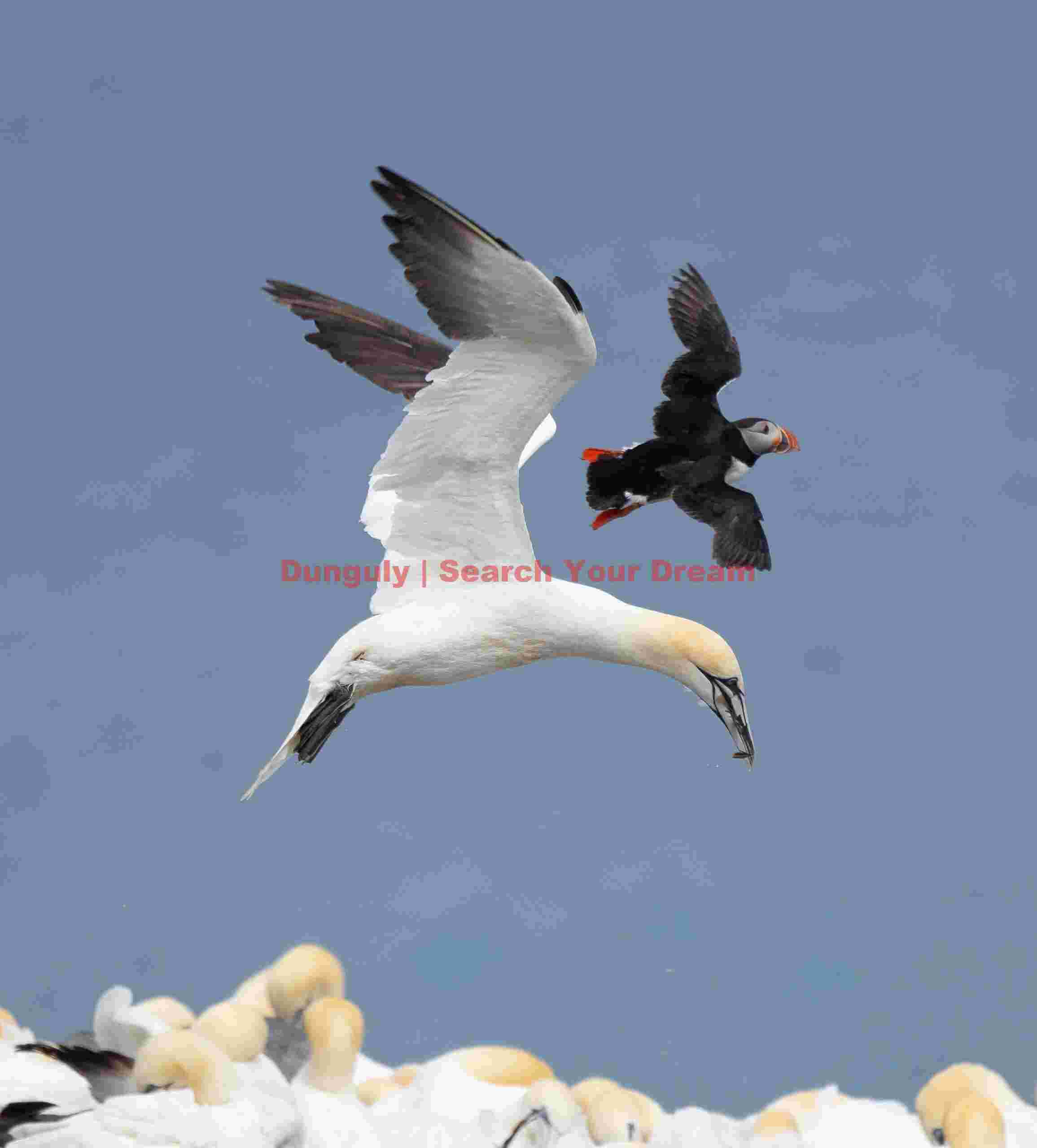 Gannet and puffin paired in flight; Rauðinúpur Cape Gannet And Puffin Paired In Flight