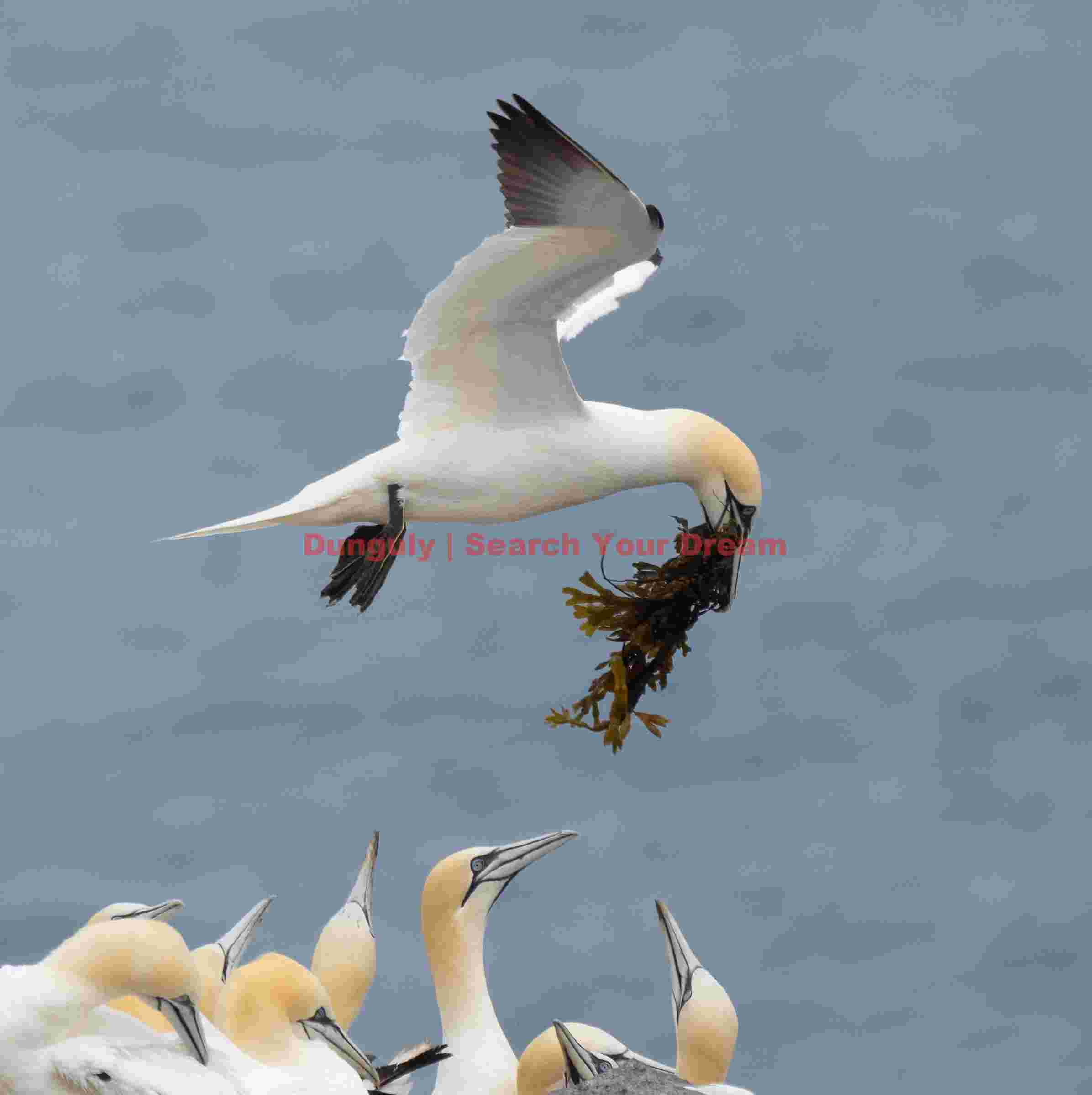 Gannet landing with nesting material and an audience; Rauðinúpur Cape Gannet Landing With Nesting Material And An Audience
