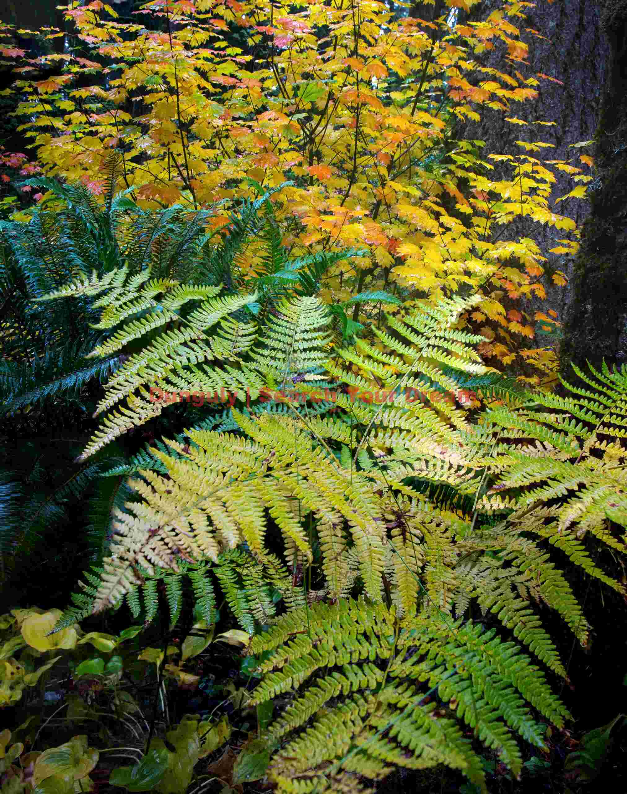 Green and gold, Oregon Green And Gold, Oregon