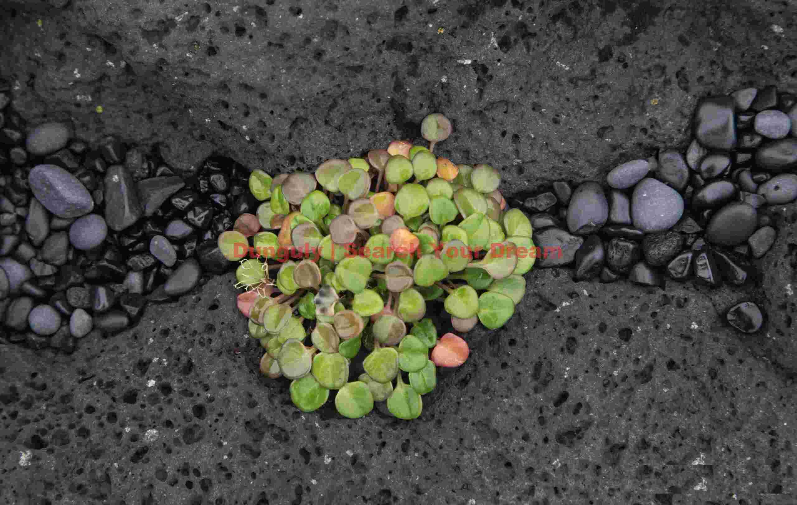 Green leaves, black lava pebbles Iceland Landscape: Green leaves, black lava pebbles