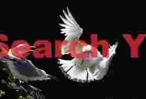 Iceland Gulls
