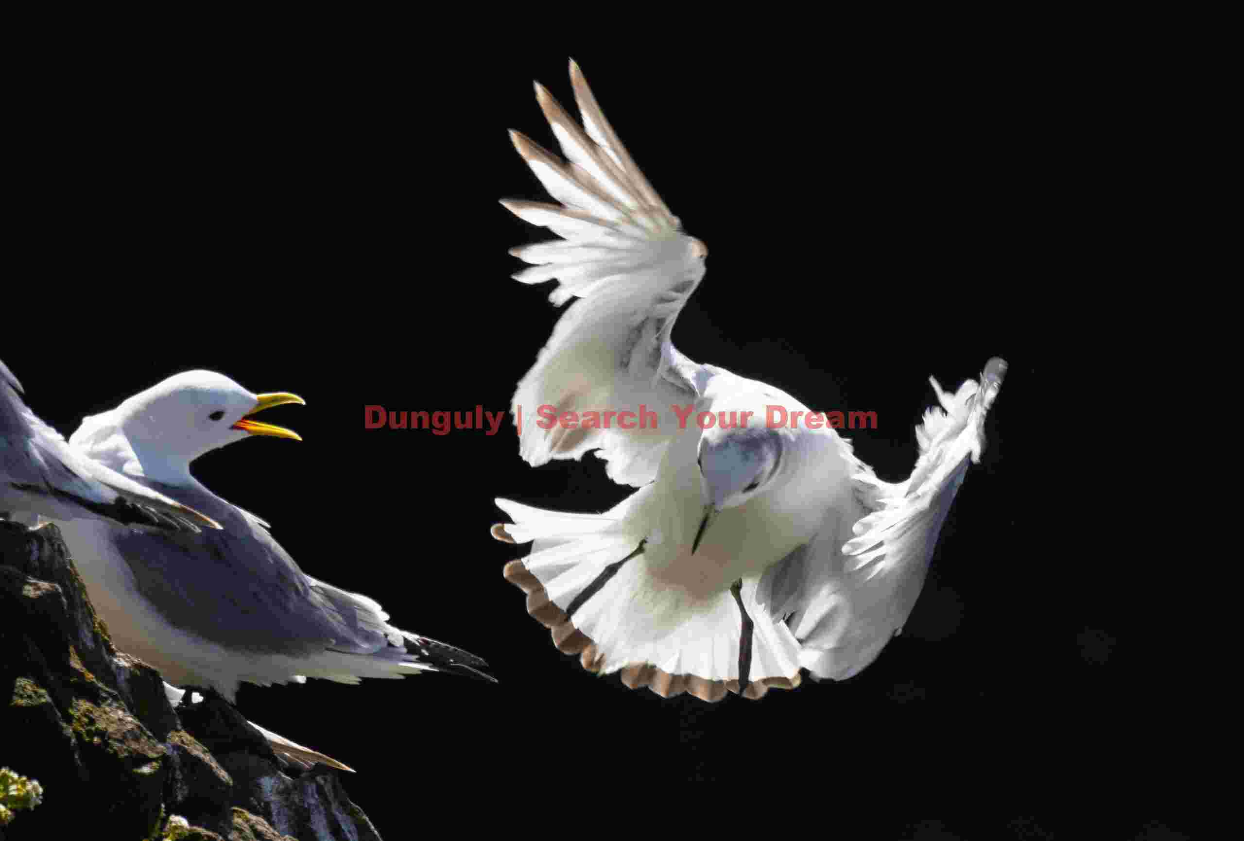 Iceland gulls; Grimsey Iceland Gulls