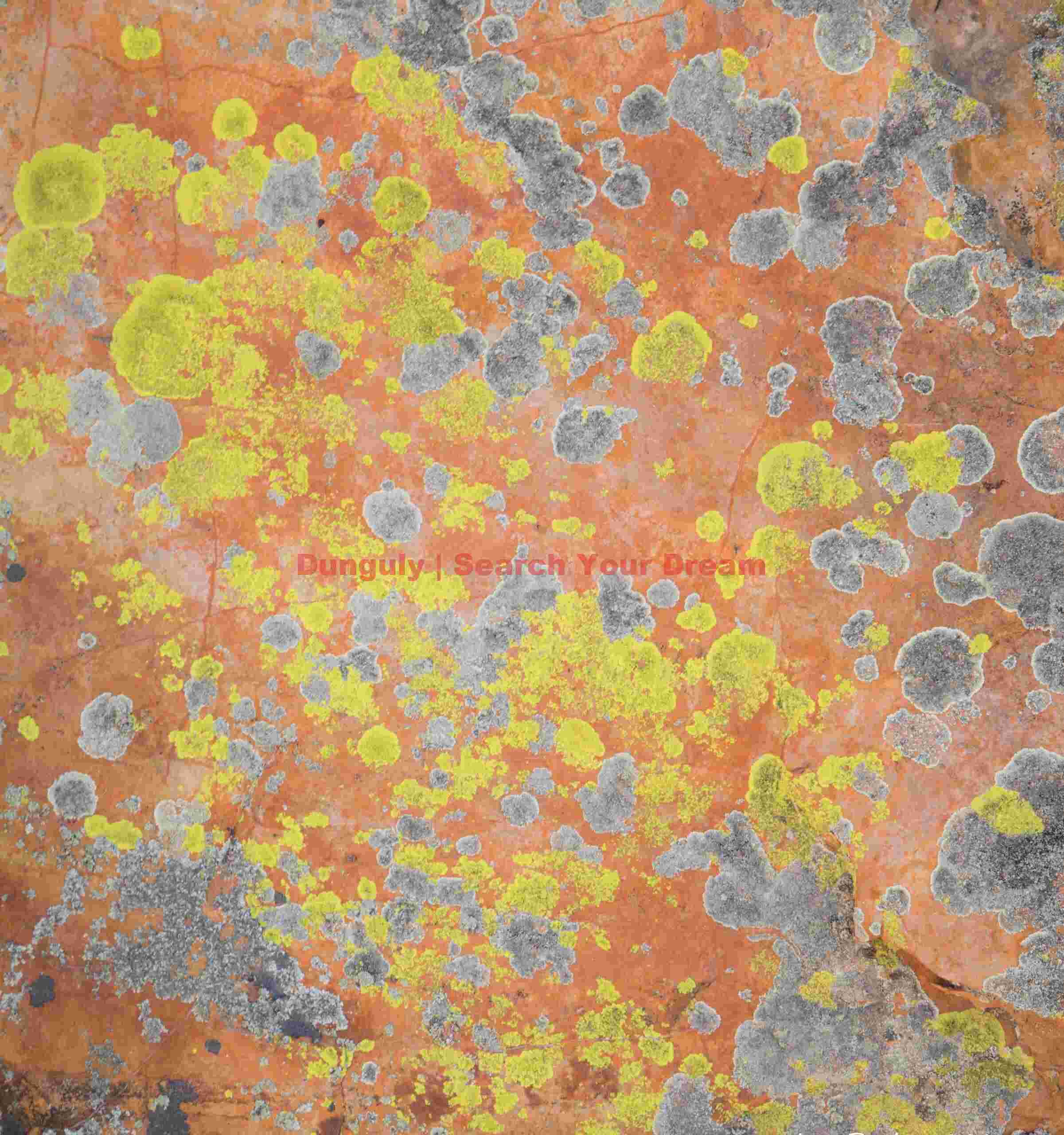 Lime green lichen on red sandstone; The Sand Hills, Vermillion Cliffs National Monument Life on the Red Rocks