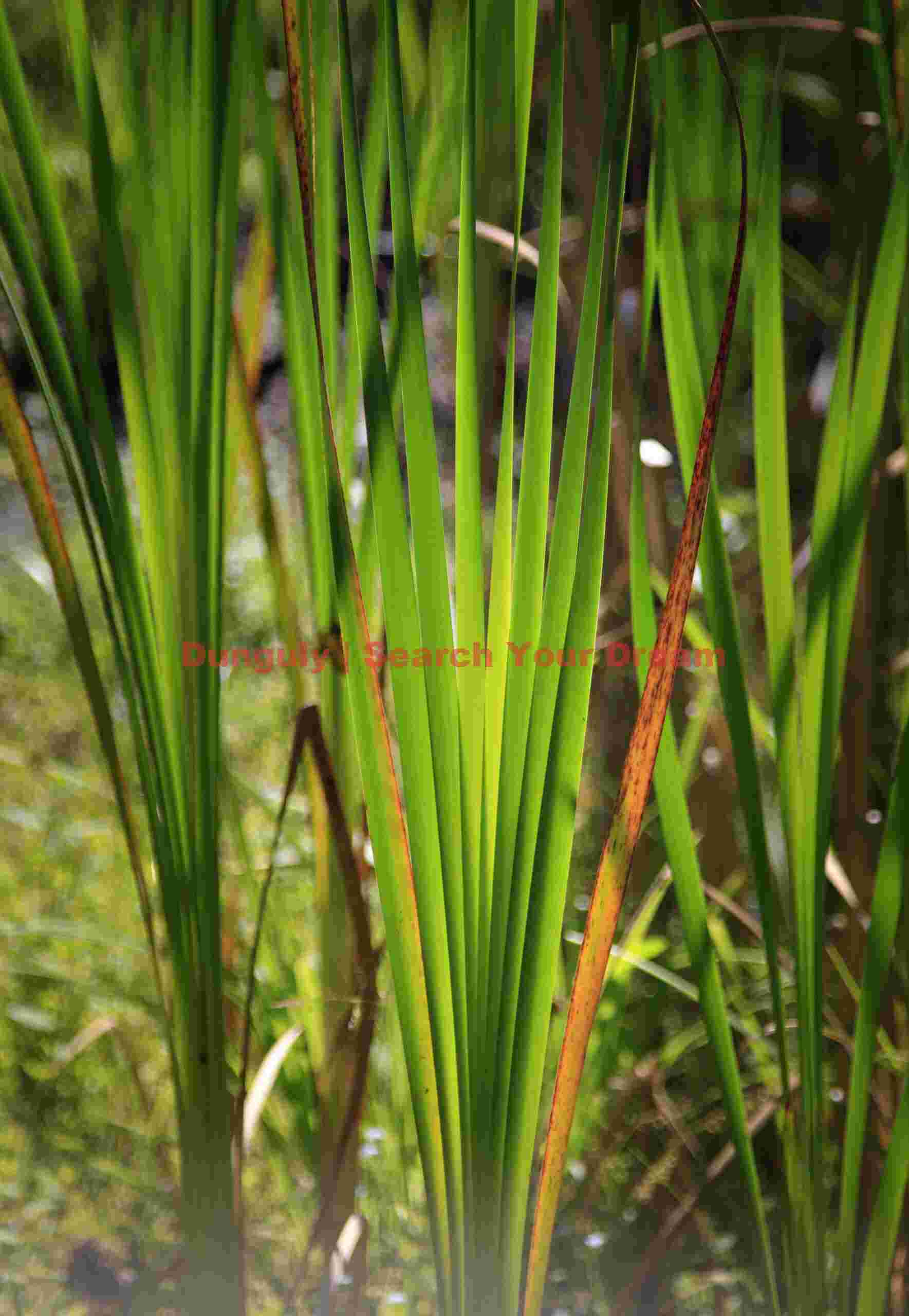 Luninous reeds, Wildwood Recreation Site, Northern Cascades, Oregon Luminescent Reed Field