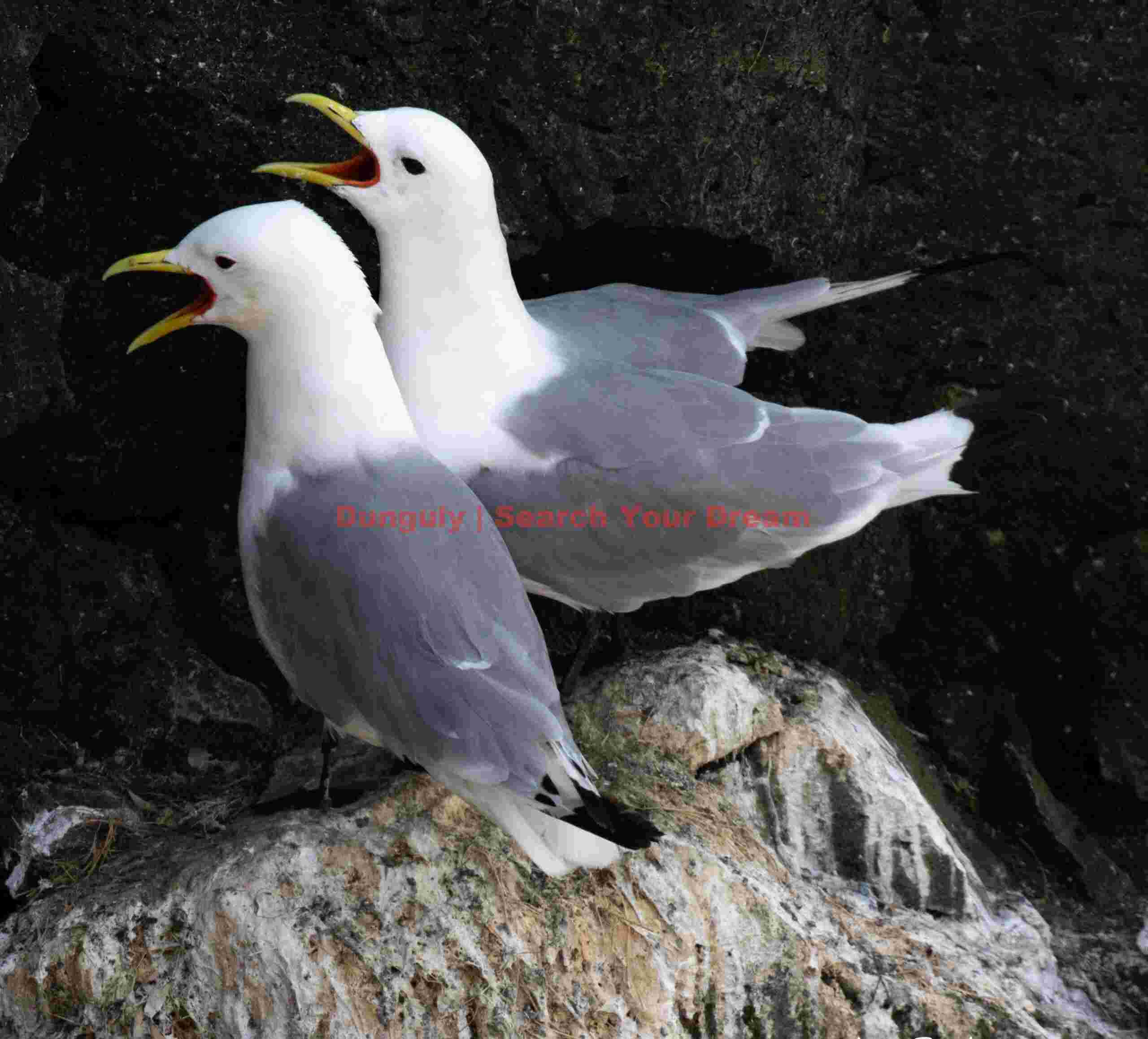 Pair of great black-backed gulls; Látrabjarg, Westfjords, Iceland Pair Of Great Black-backed Gulls