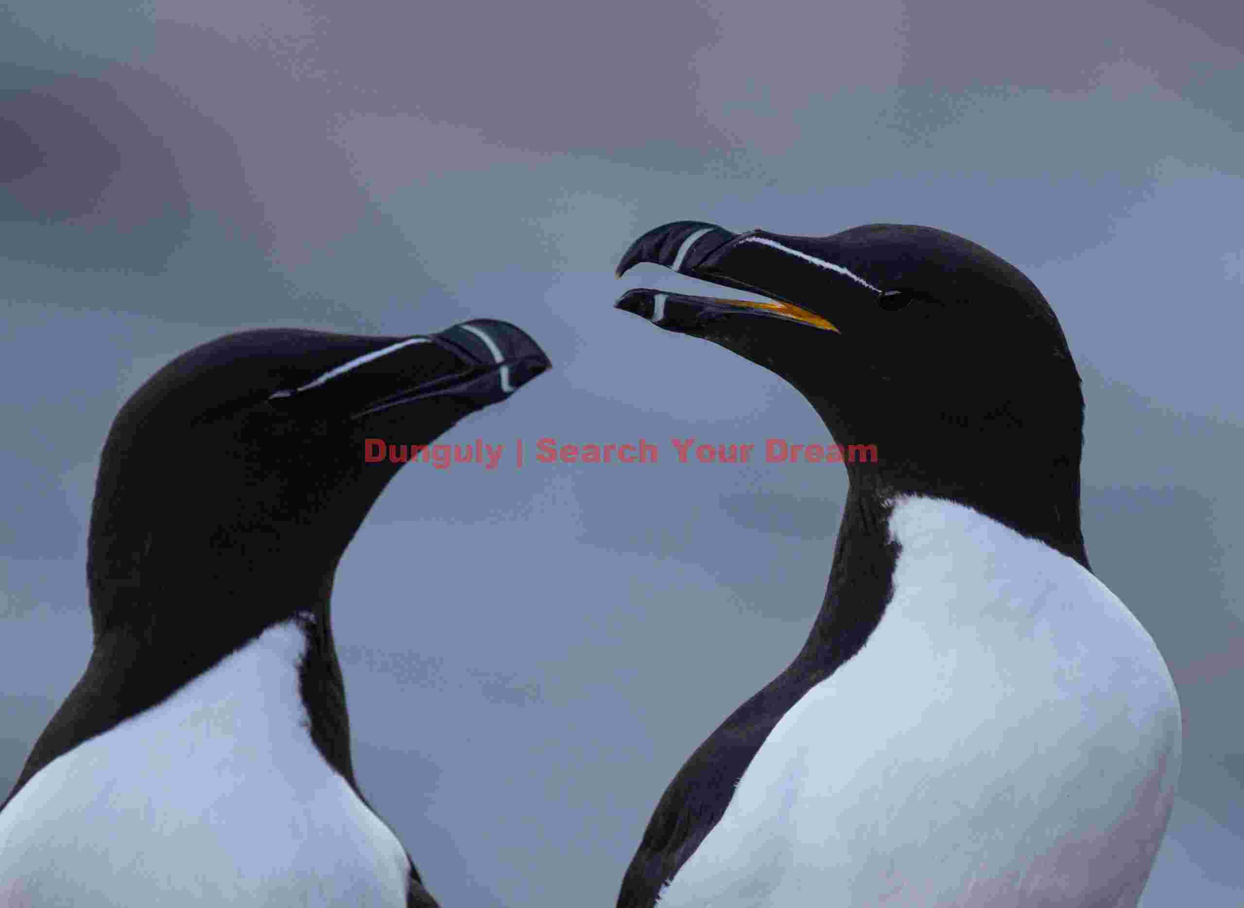 Pair of razorbills; Grimsey Pair Of Razorbills