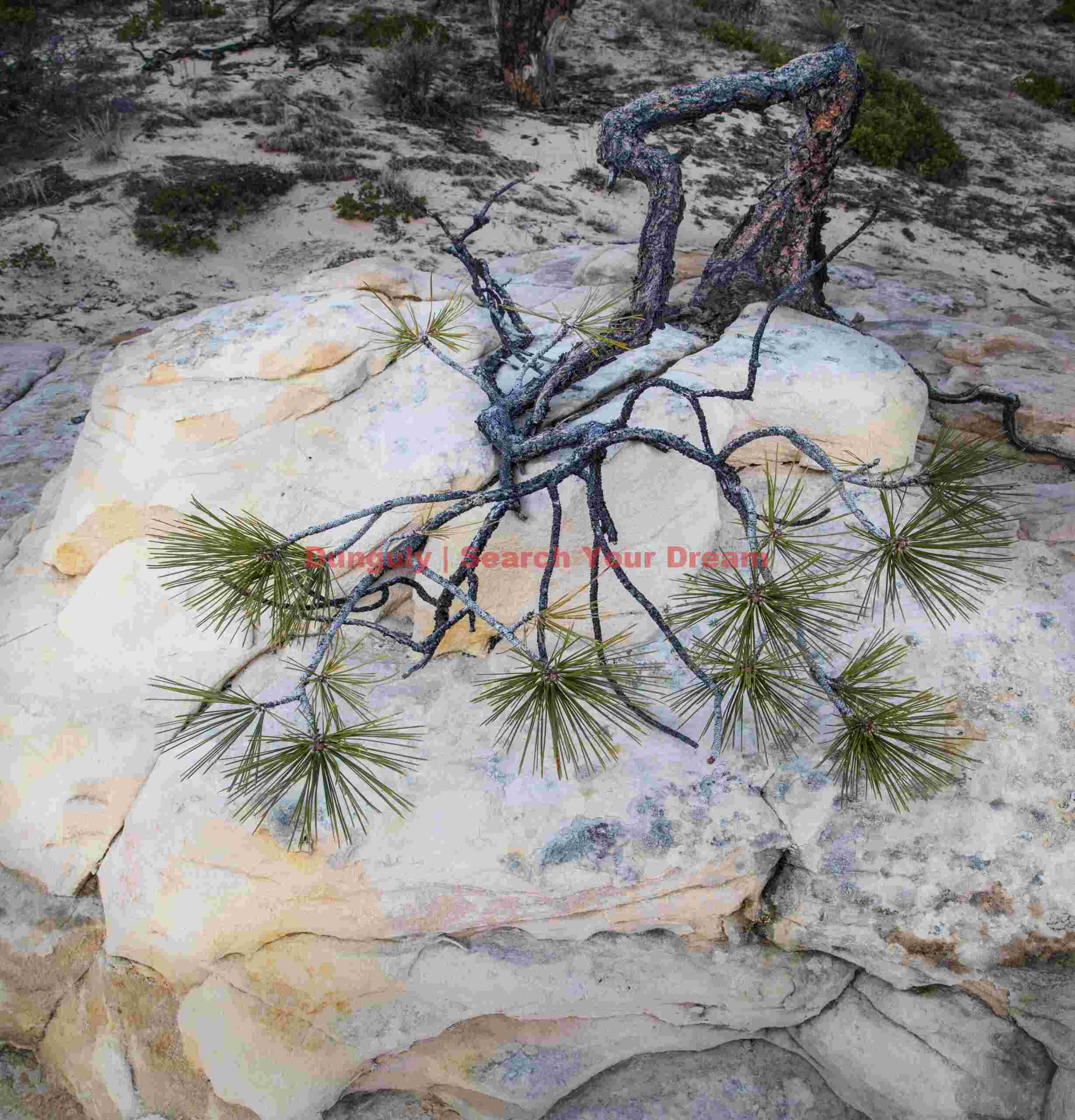 Pine tree splayed on a rock; The Sand Hills, Vermillion Cliffs National Monument Tenacious Desert Sentinel