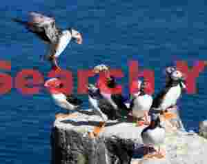 Puffin Coming In To Land In Group On Rock