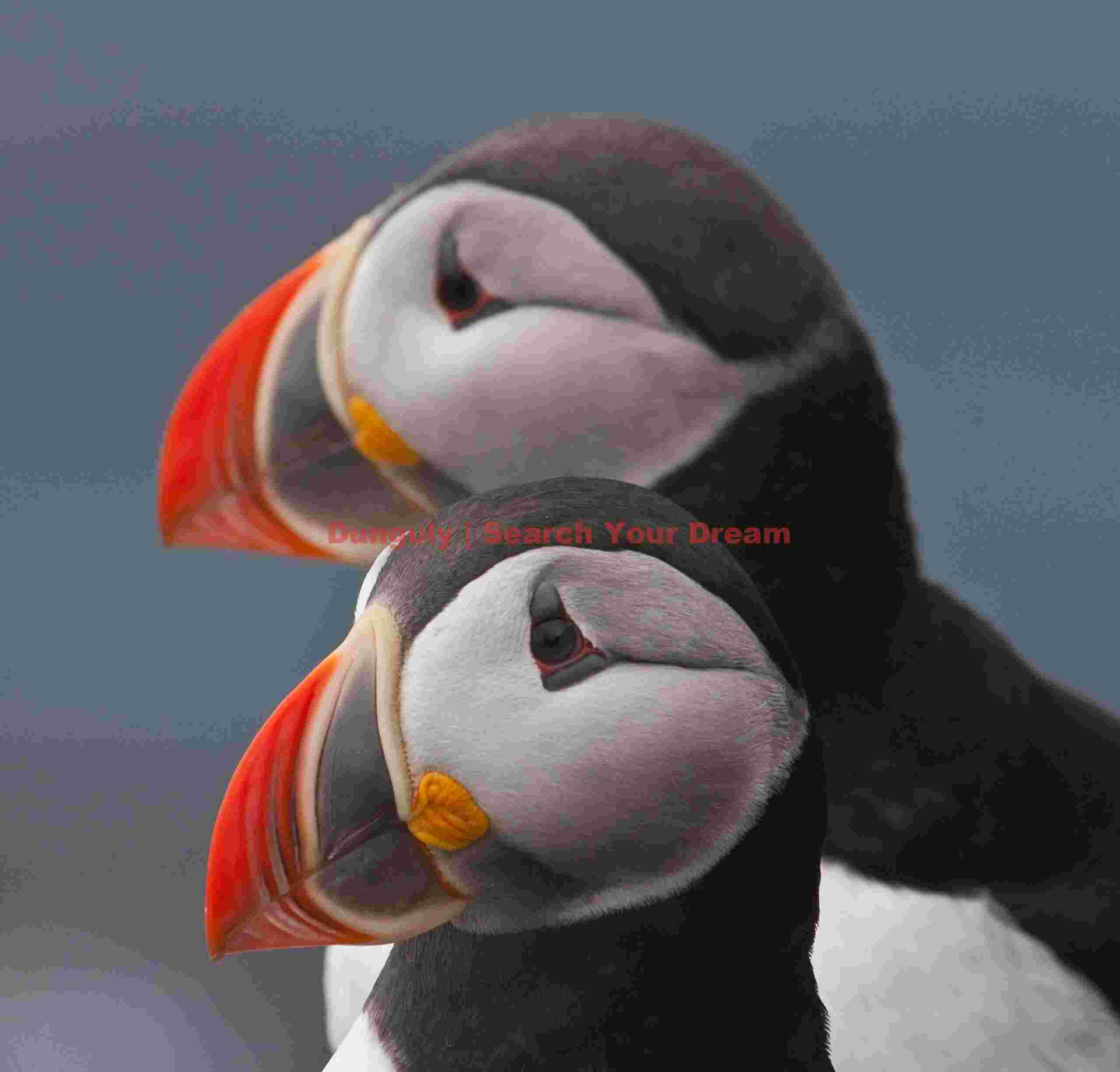 Puffin pair; Latrabjarg,Western Fjords, Iceland Puffin Pair
