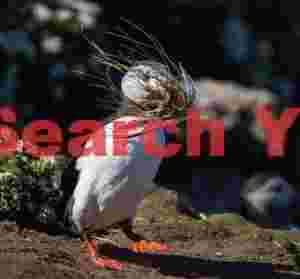 Puffin With Nesting Material In Beak