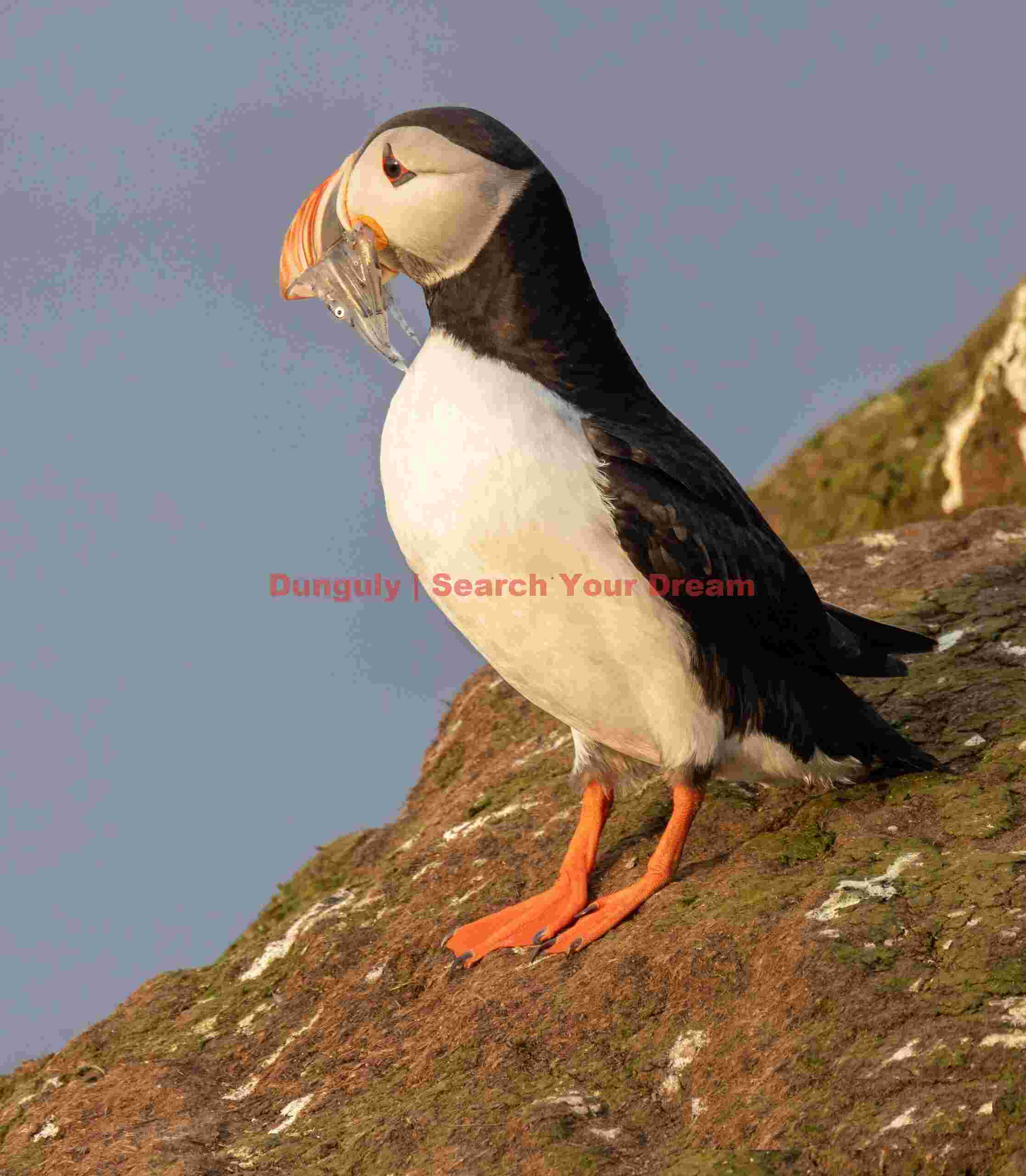 Puffin with sand eels in beak - side view;Grimsey Puffin With Sand Eels In Beak - Side View