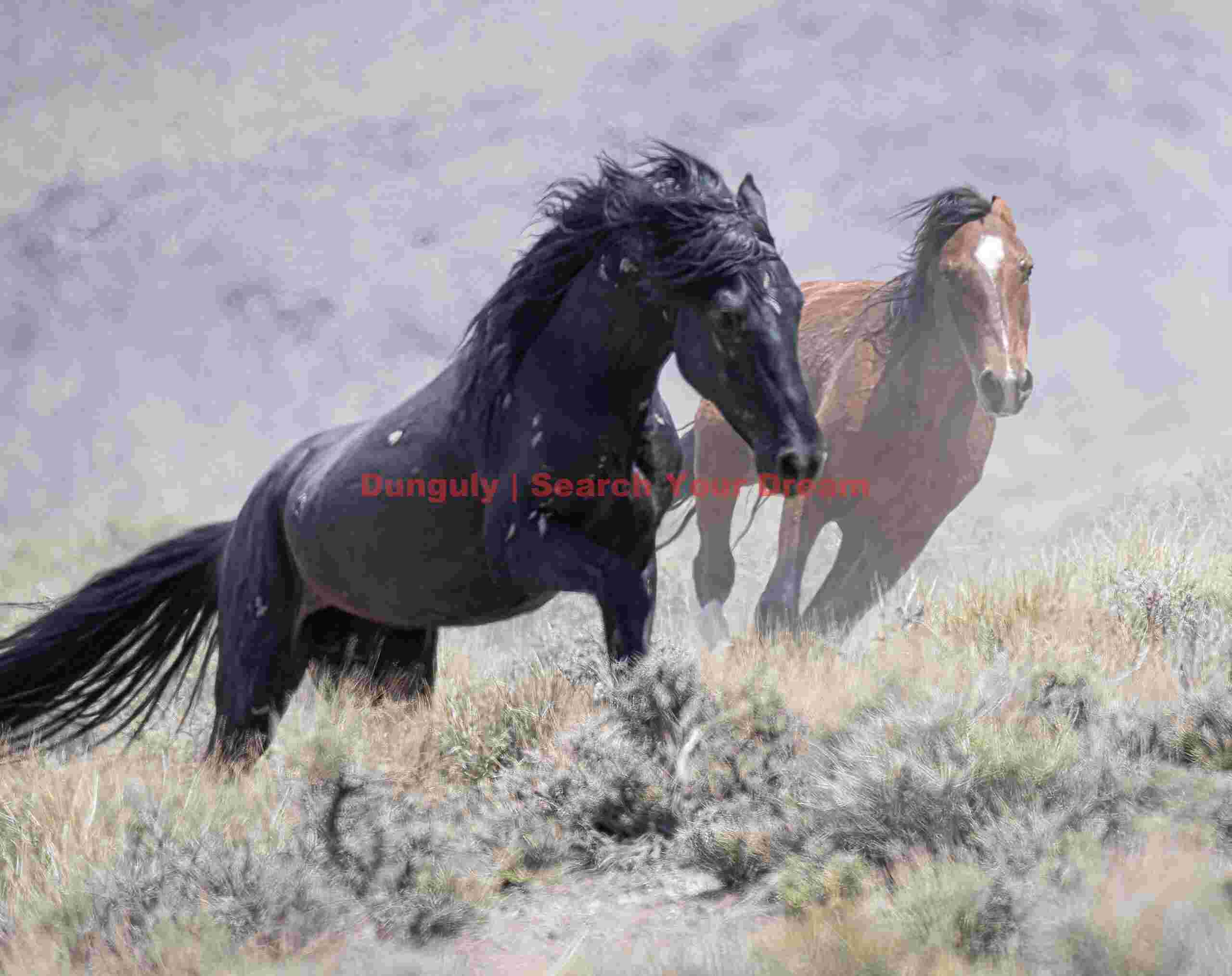 Racing wild horses; Nevada Wild Horses Racing Through Nevada Desert Landscape