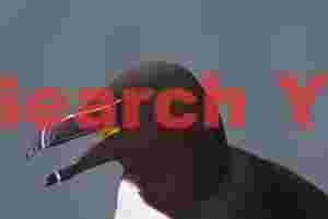 Razor-billed Auk