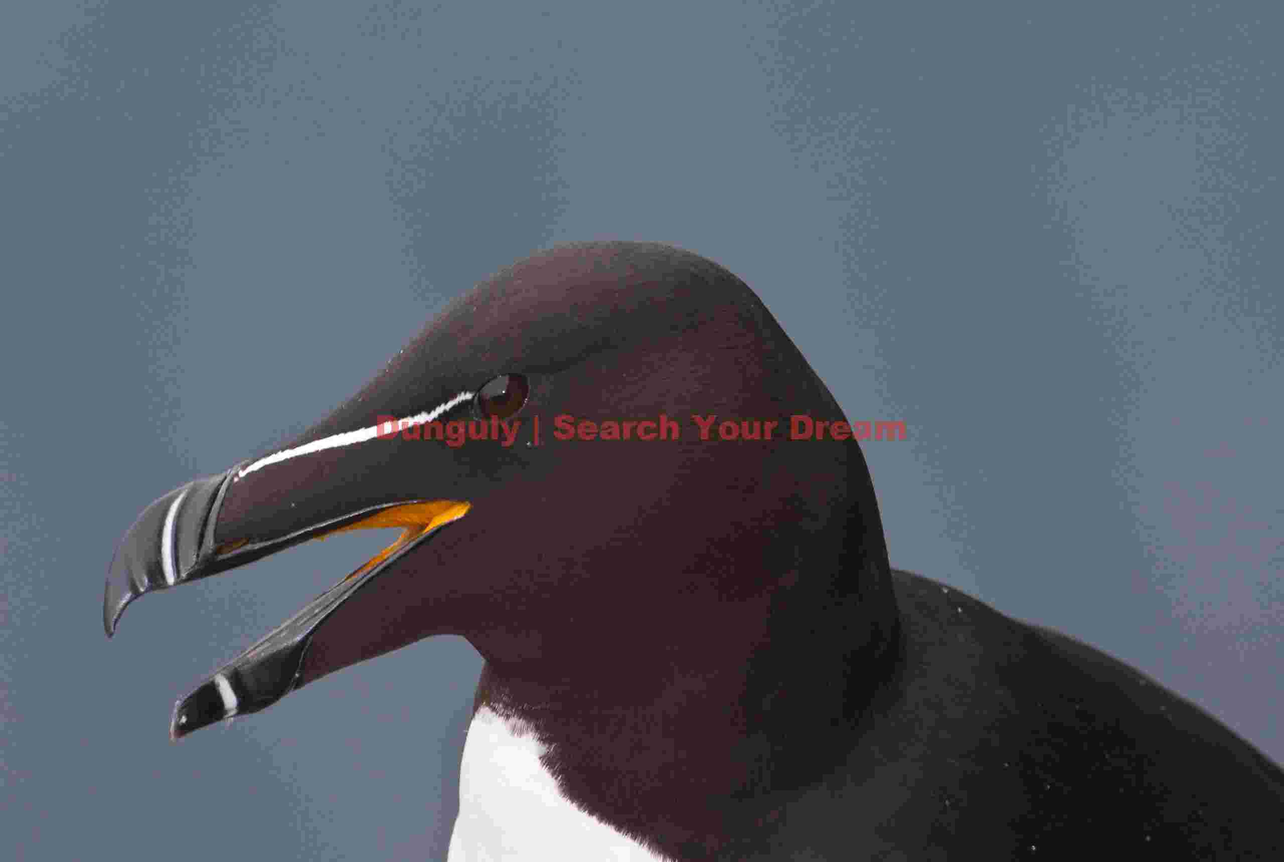 Razor-billed Auk; Latrabjarg,Western Fjords, Iceland Razor-billed Auk