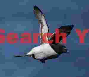 Razorbill In Flight