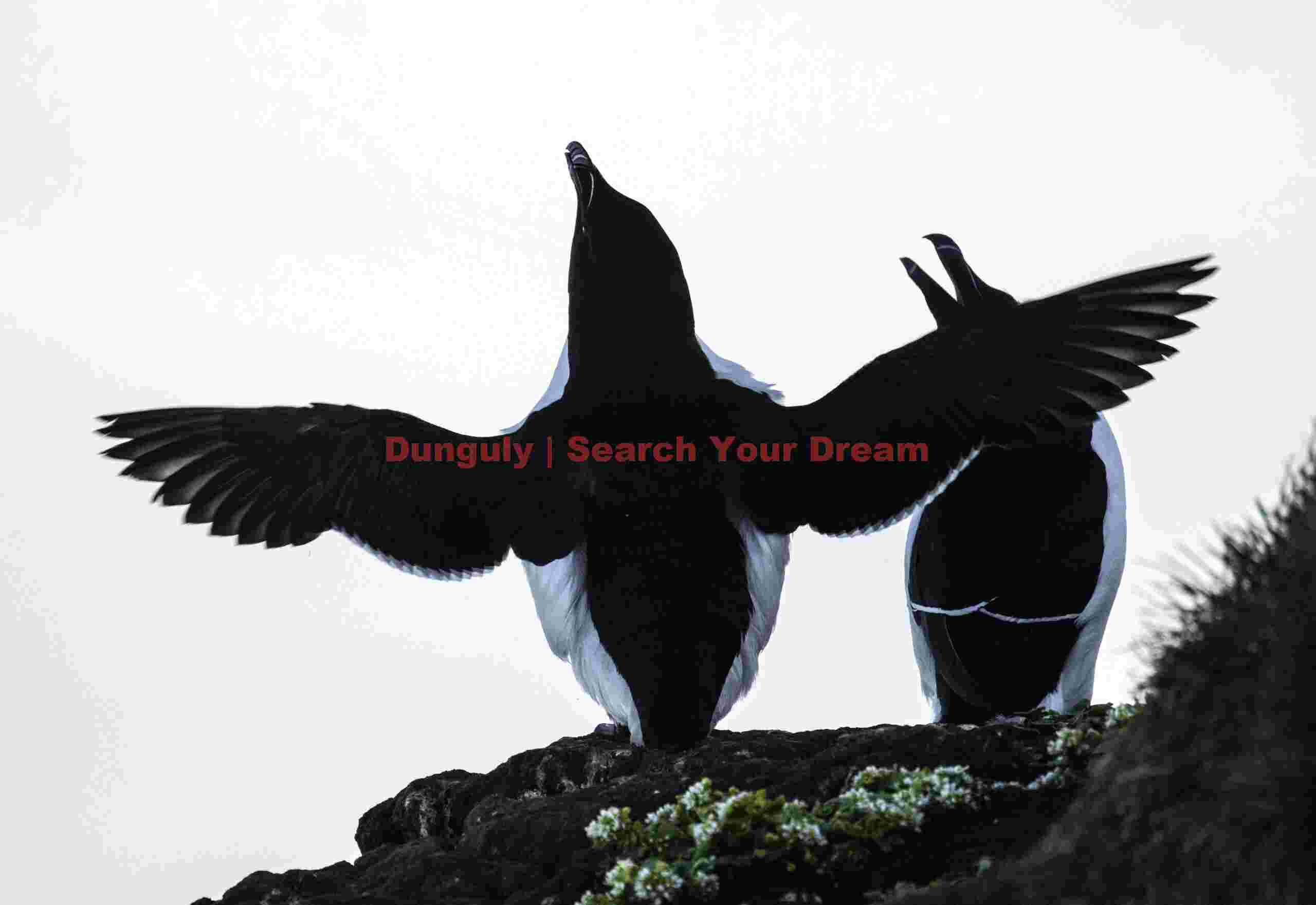Razorbill stretching wings; Grimsey Razorbill Stretching Wings
